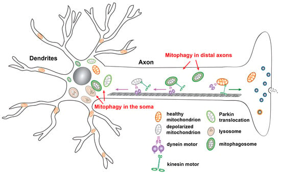 Defective mitophagy and synaptic degeneration in Alzheimer's disease: Focus  on aging, mitochondria and synapse - ScienceDirect