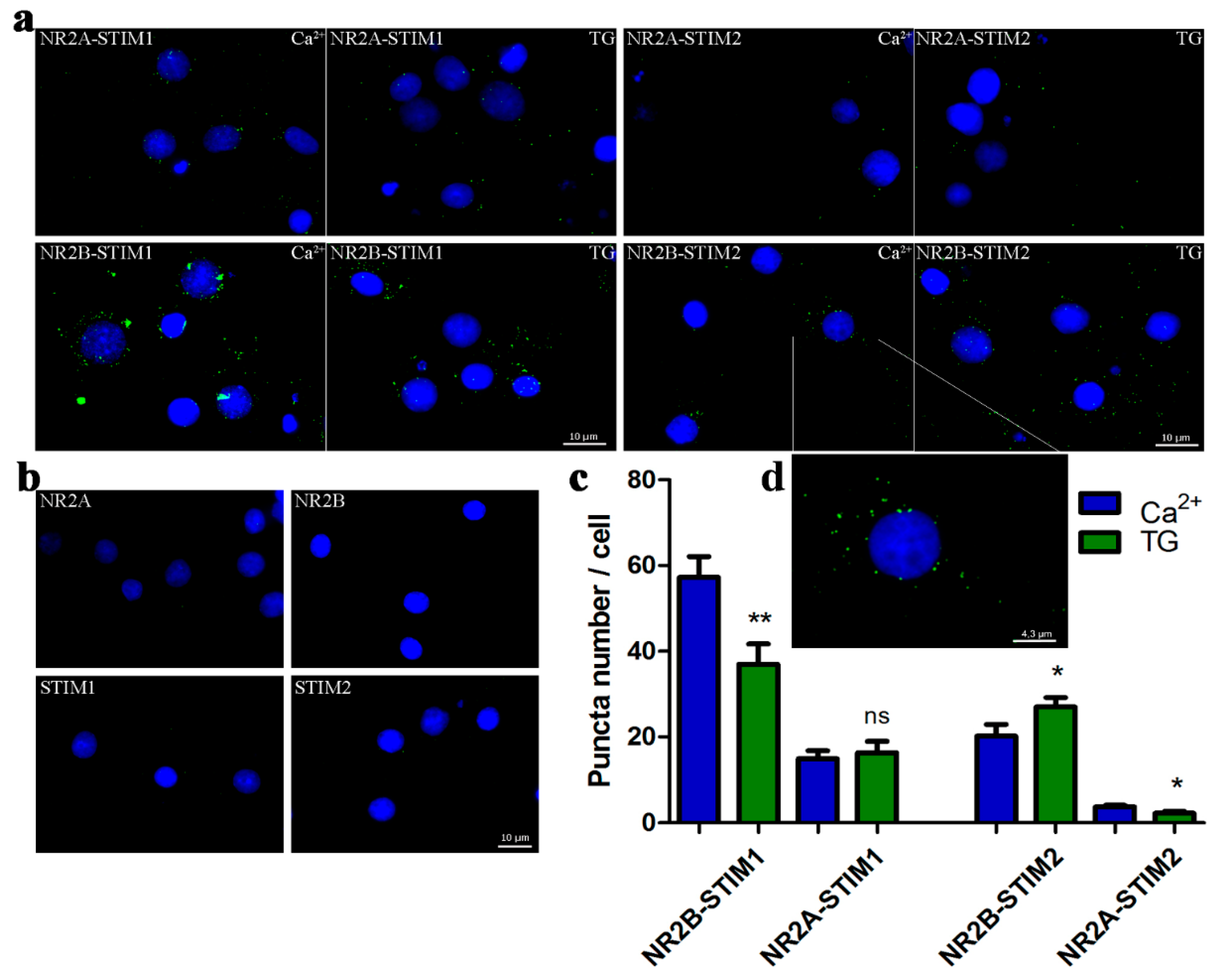 Cells 09 00160 g005 Cells 09 00160 g005
