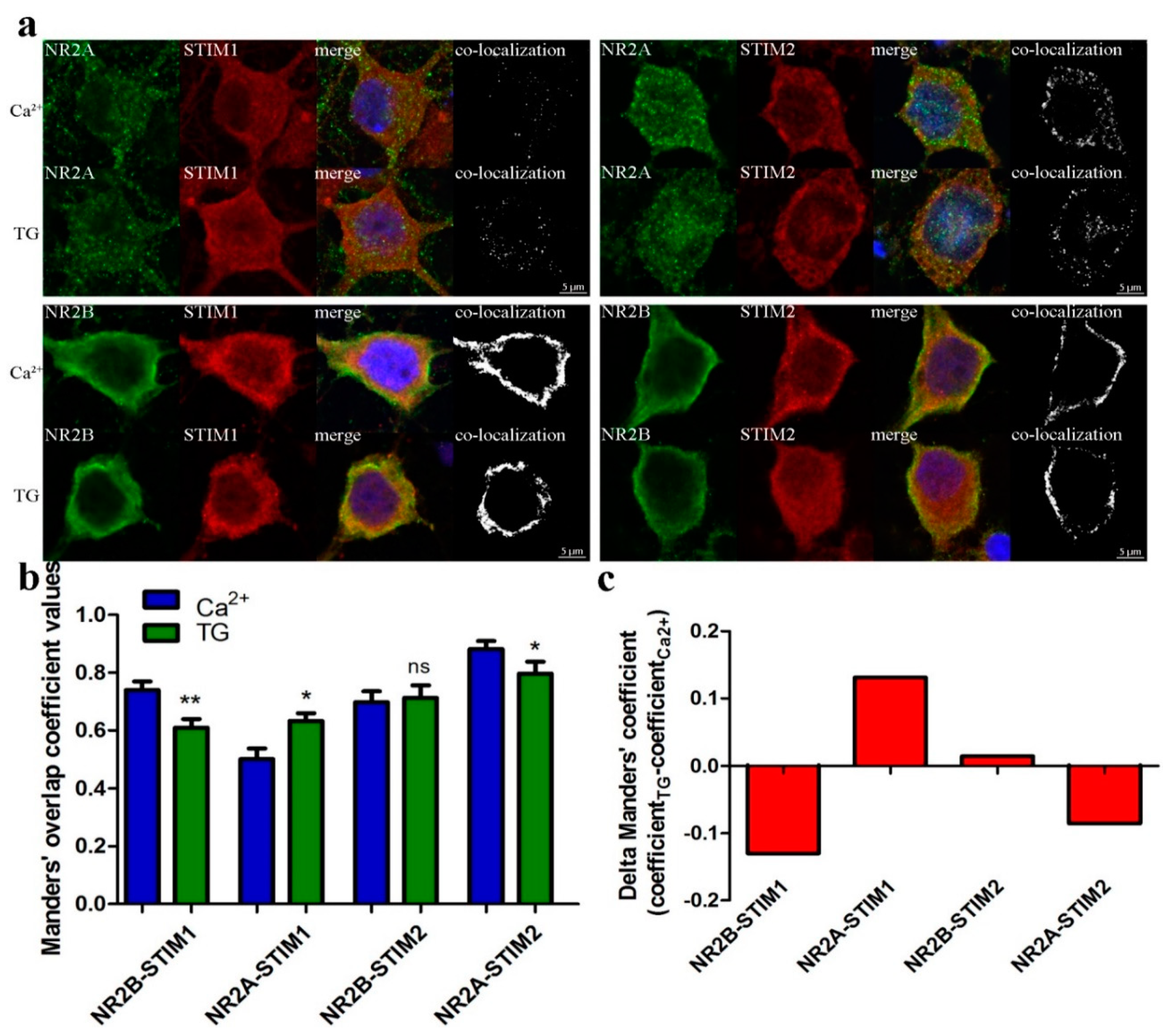 Cells 09 00160 g006 Cells 09 00160 g006