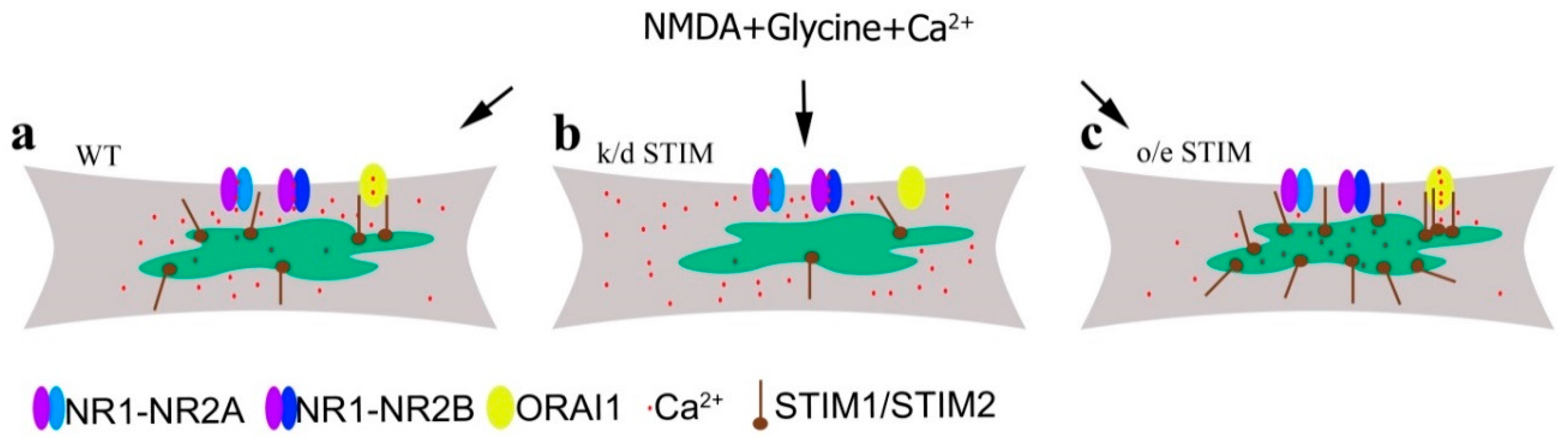 Cells 09 00160 g008 Cells 09 00160 g008