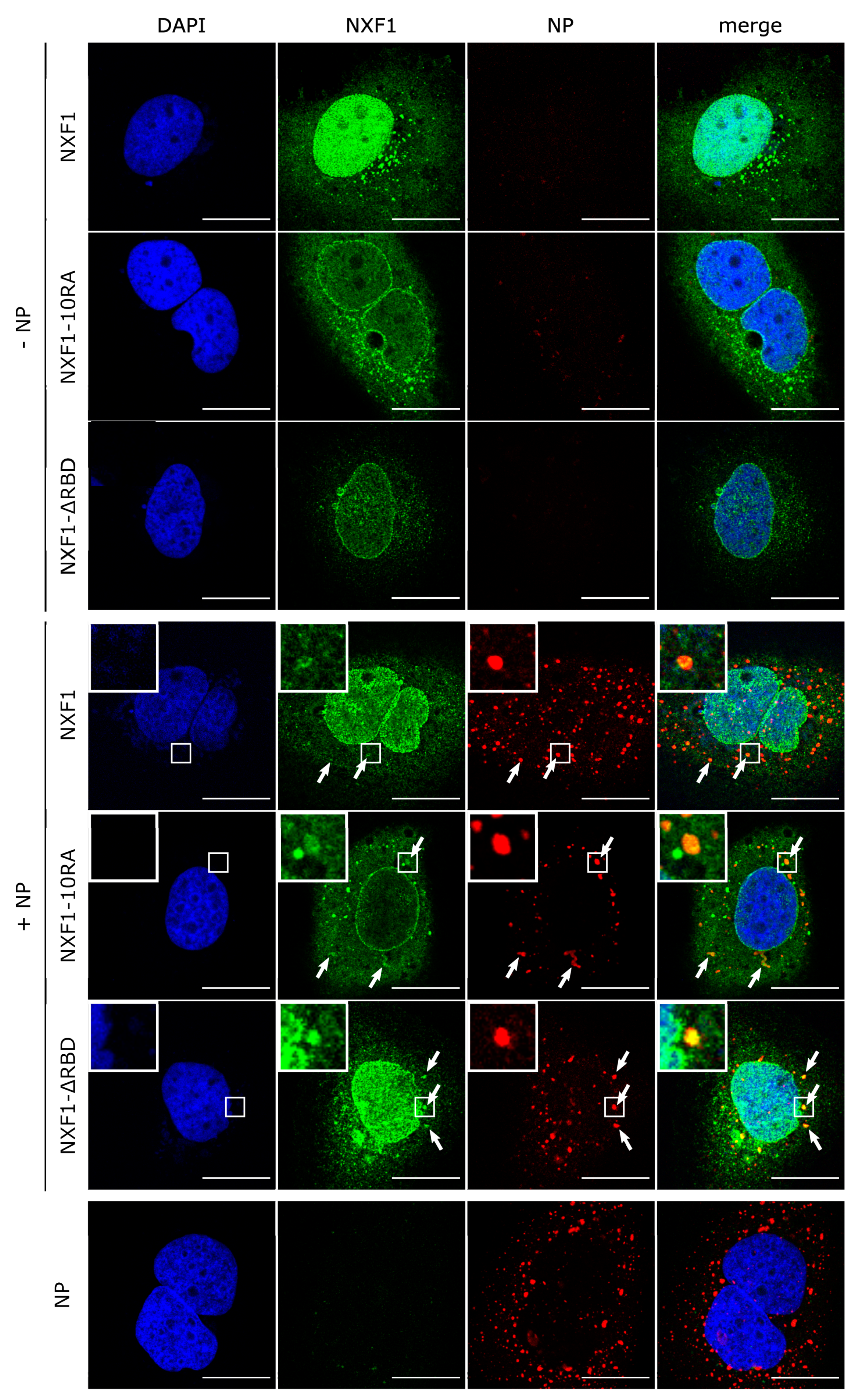 Cells 09 00187 g005 Cells 09 00187 g005