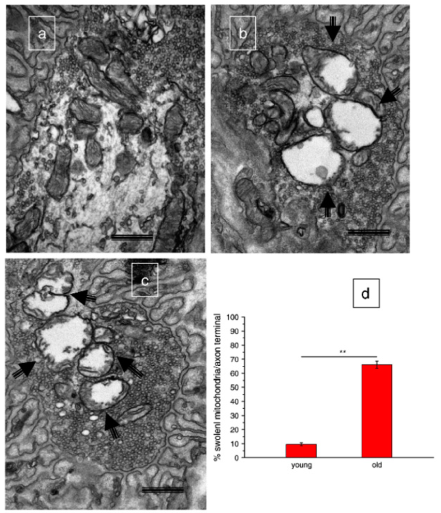 Cells 09 00197 g003 Cells 09 00197 g003