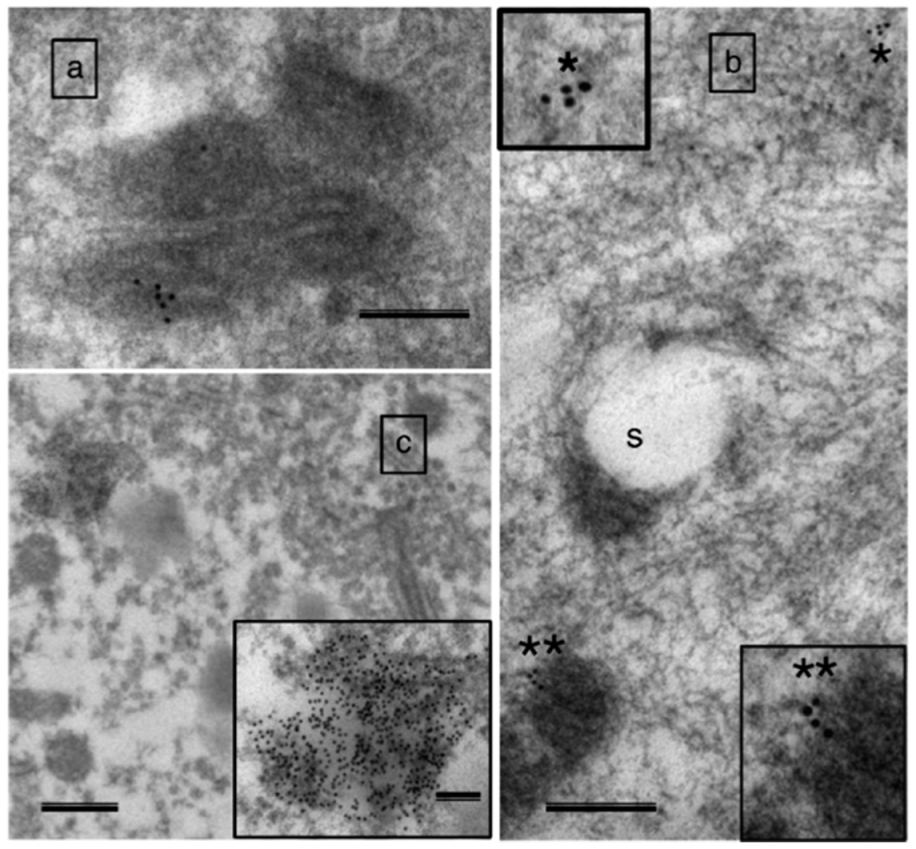 Cells 09 00197 g005 Cells 09 00197 g005
