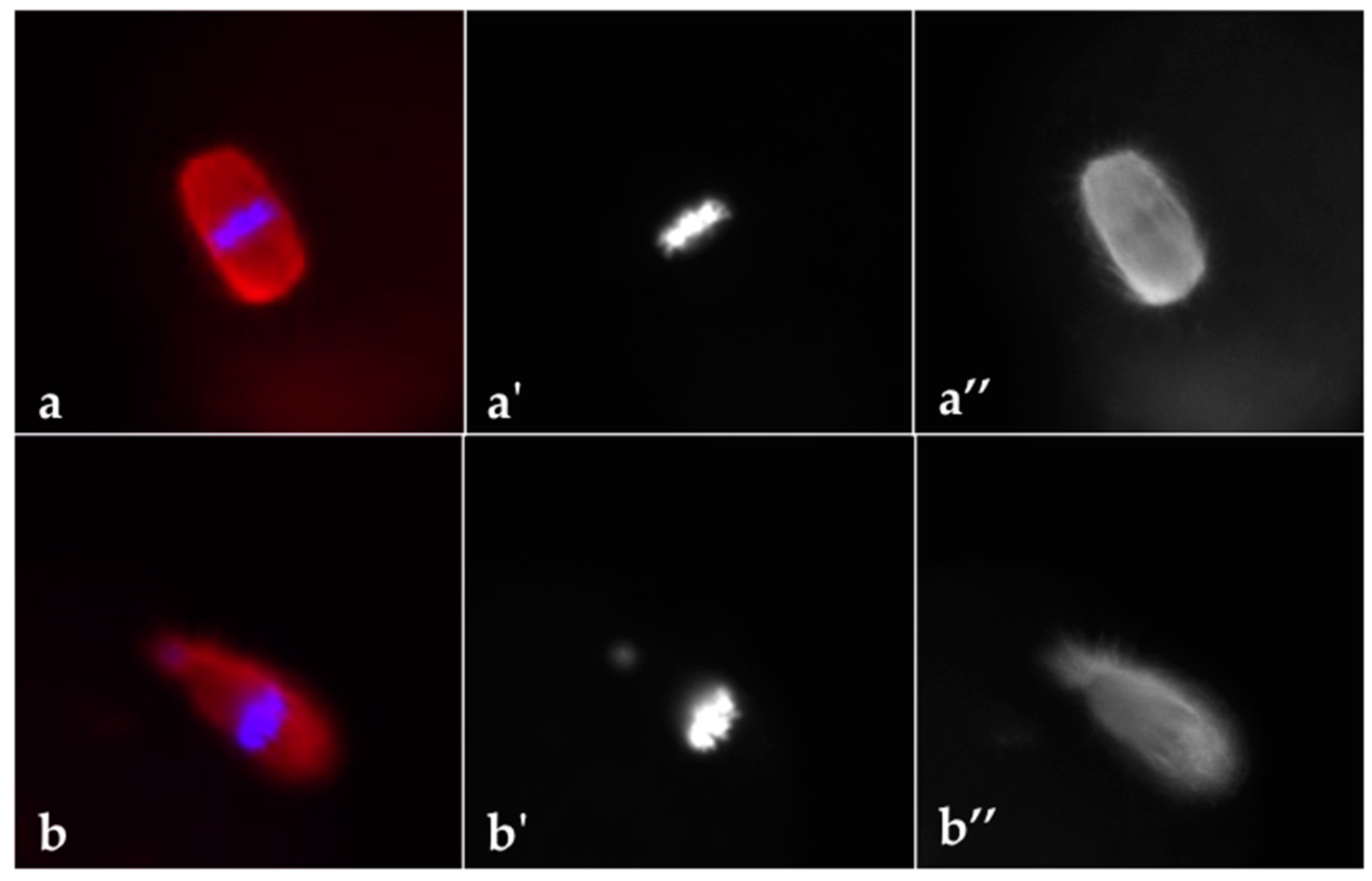 Cells 09 00209 g003 Cells 09 00209 g003