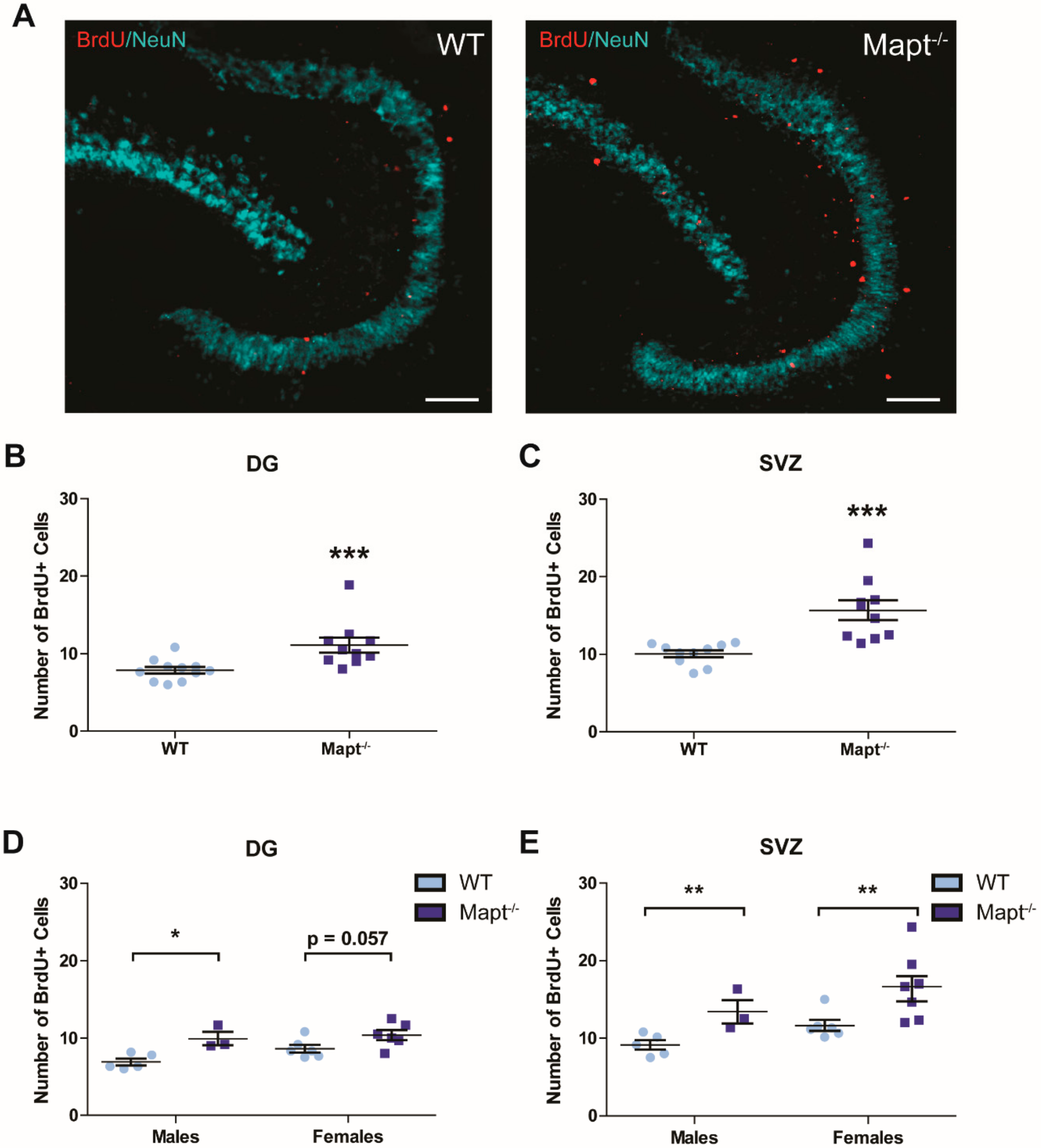 Cells Free Full Text Hippocampal Neurogenesis Is Enhanced In Adult Tau Deficient Mice Html