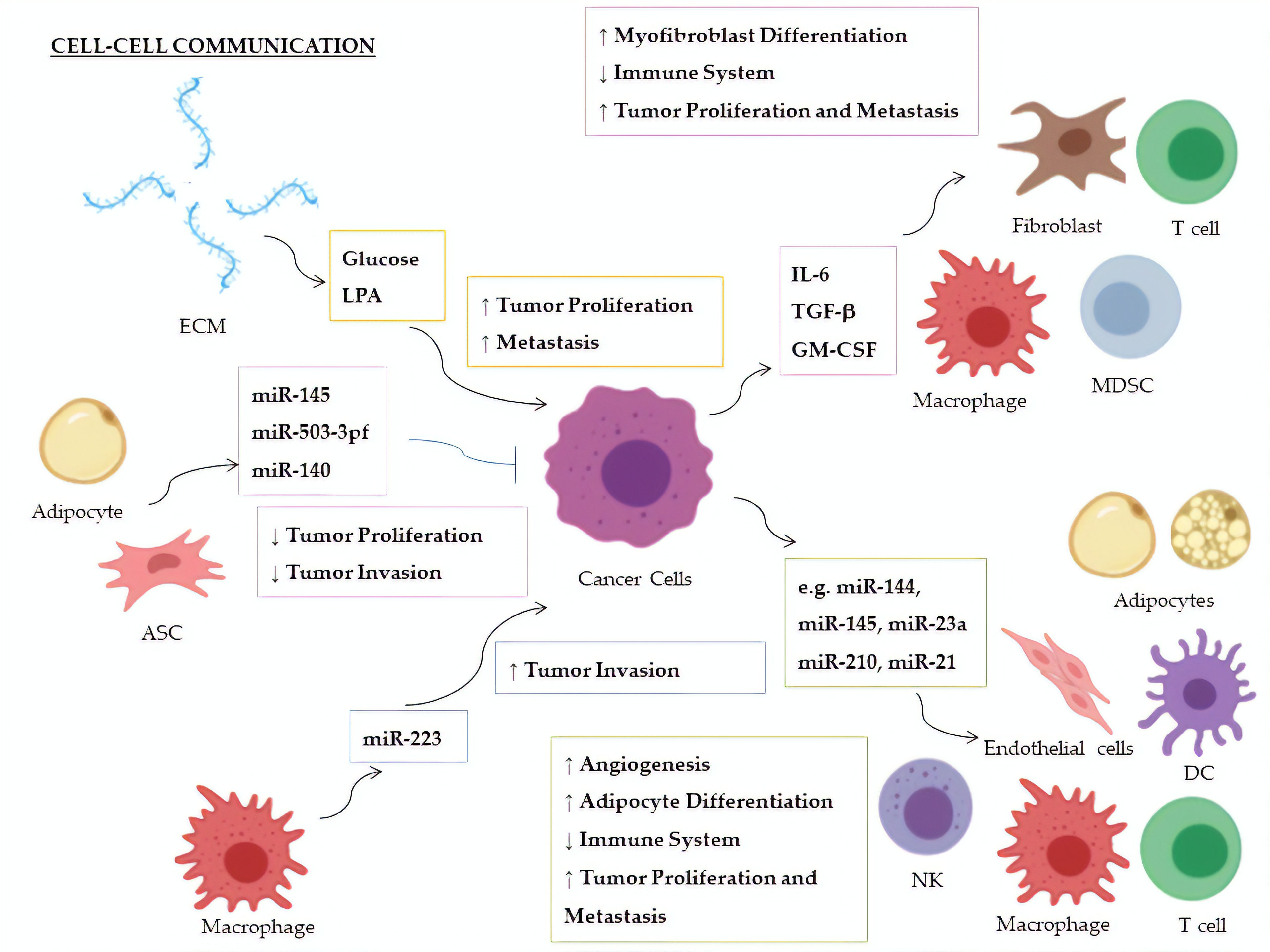 Cells Free Full Text Mirnas As Influencers Of Cell Cell Communication In Tumor Microenvironment Html