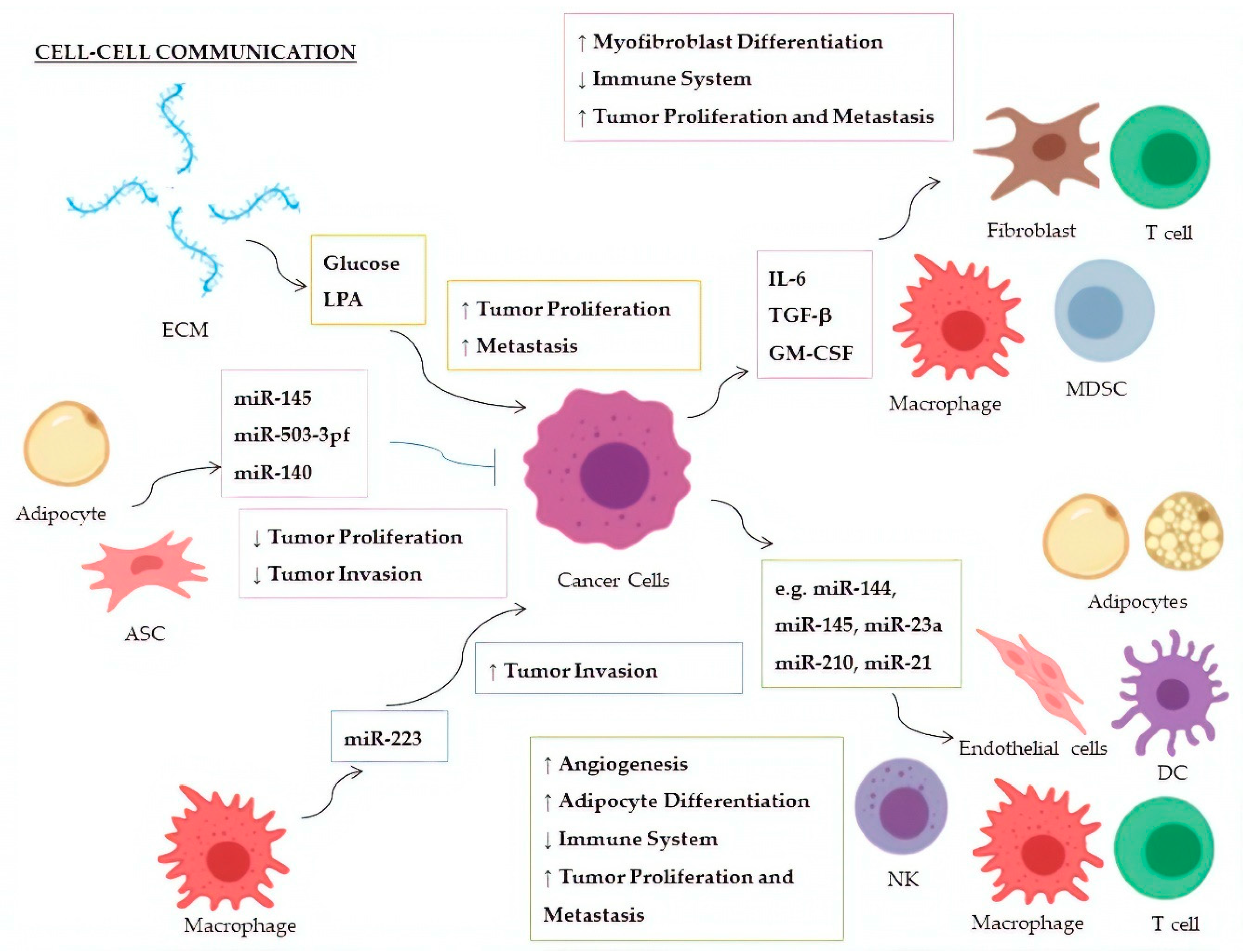 Cells | Free Full-Text | miRNAs as Influencers of Cell–Cell Communication  in Tumor Microenvironment