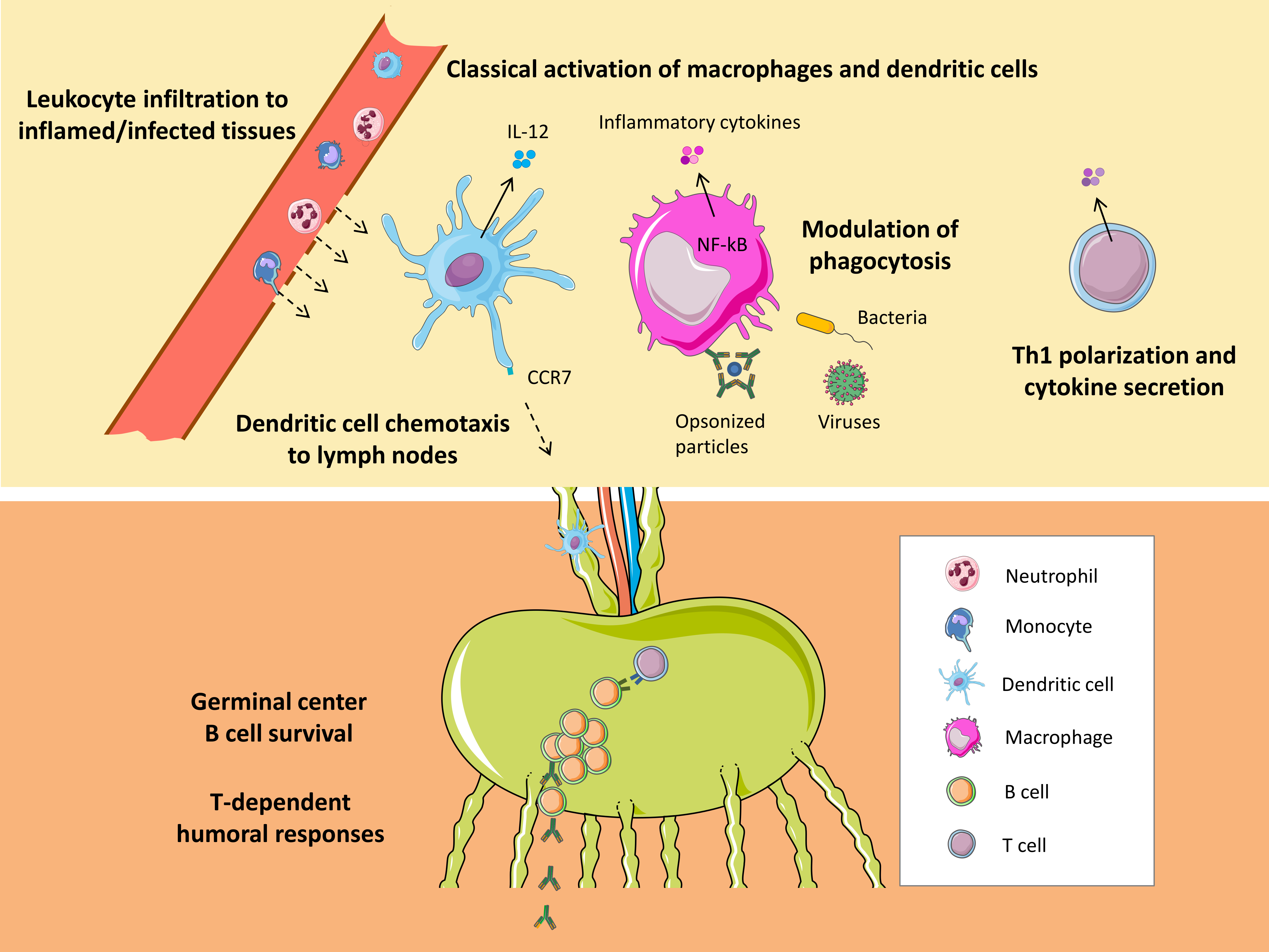 Cells | Free Full-Text | Roles of CD38 in the Immune Response to Infection  | HTML