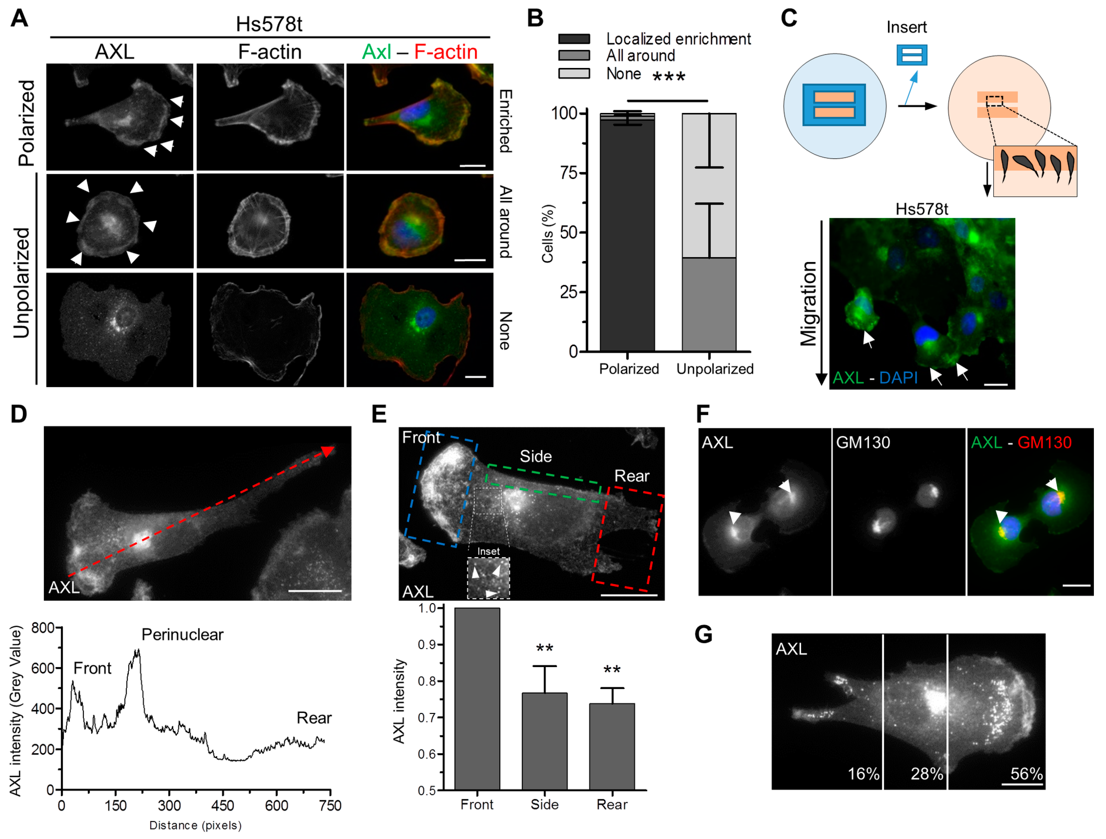 Cells 09 00247 g002 Cells 09 00247 g002