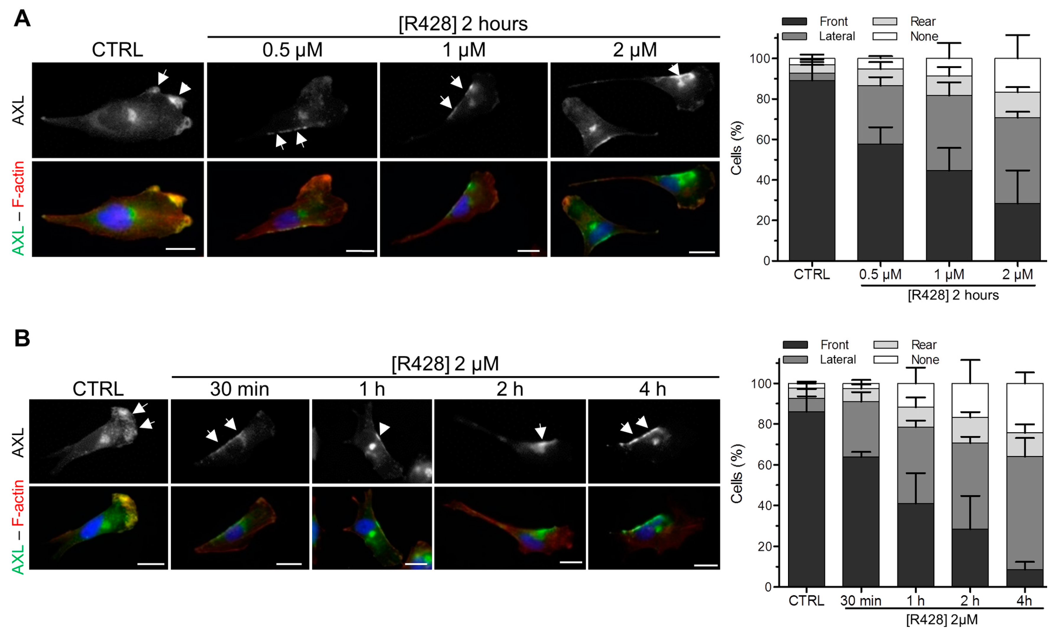 Cells 09 00247 g003 Cells 09 00247 g003