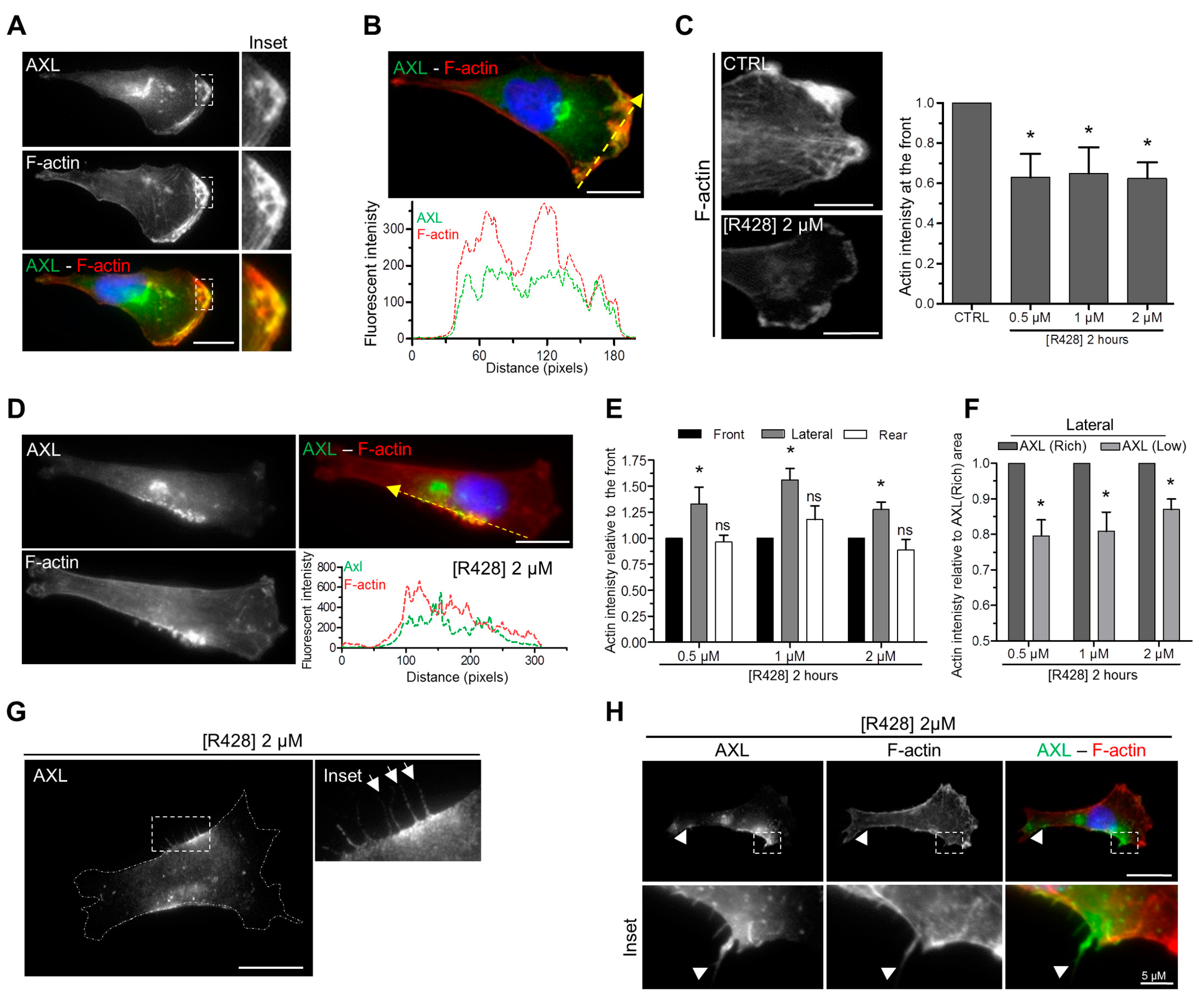 Cells 09 00247 g004 Cells 09 00247 g004