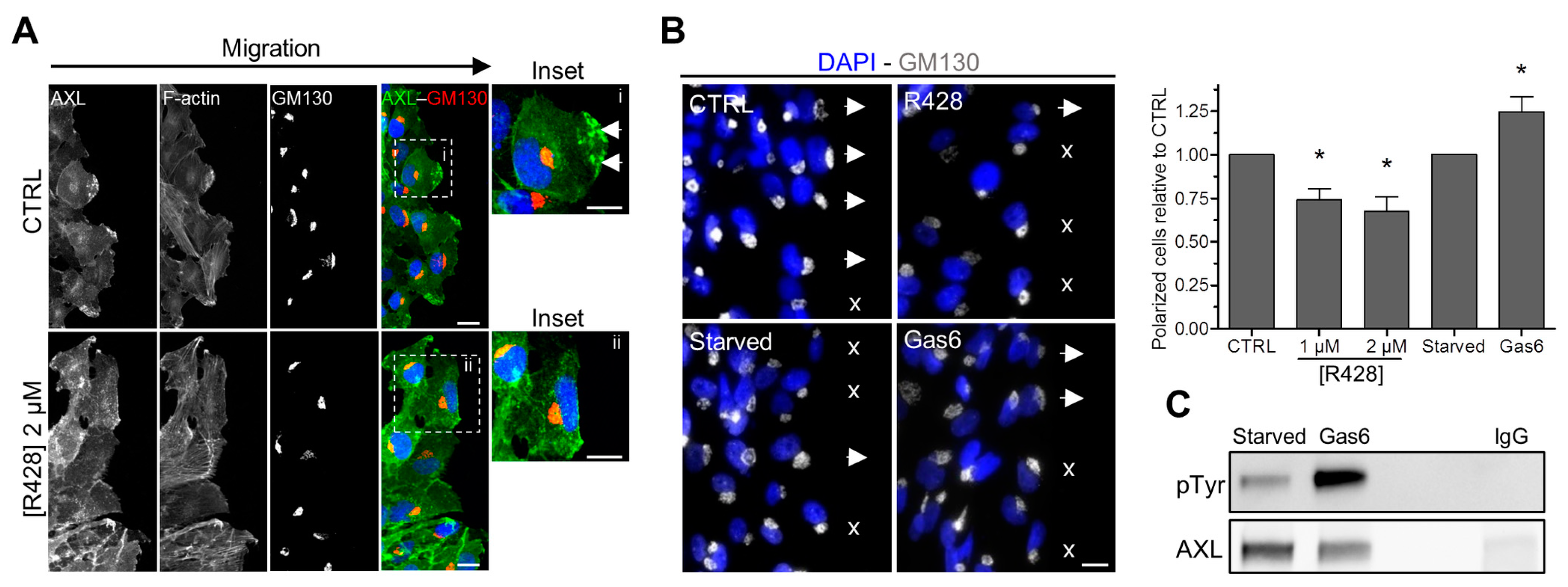Cells 09 00247 g005 Cells 09 00247 g005