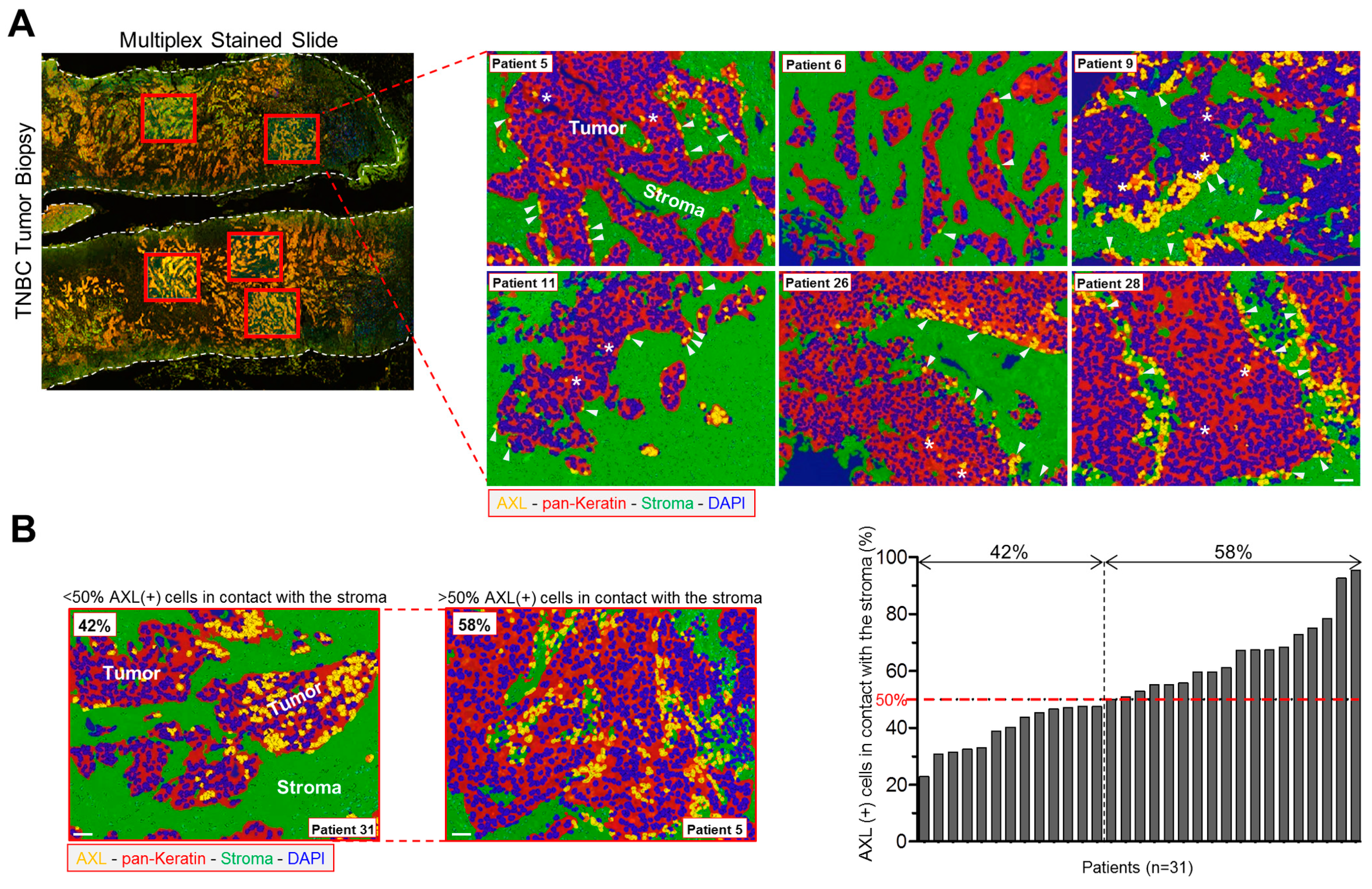 Cells 09 00247 g006 Cells 09 00247 g006