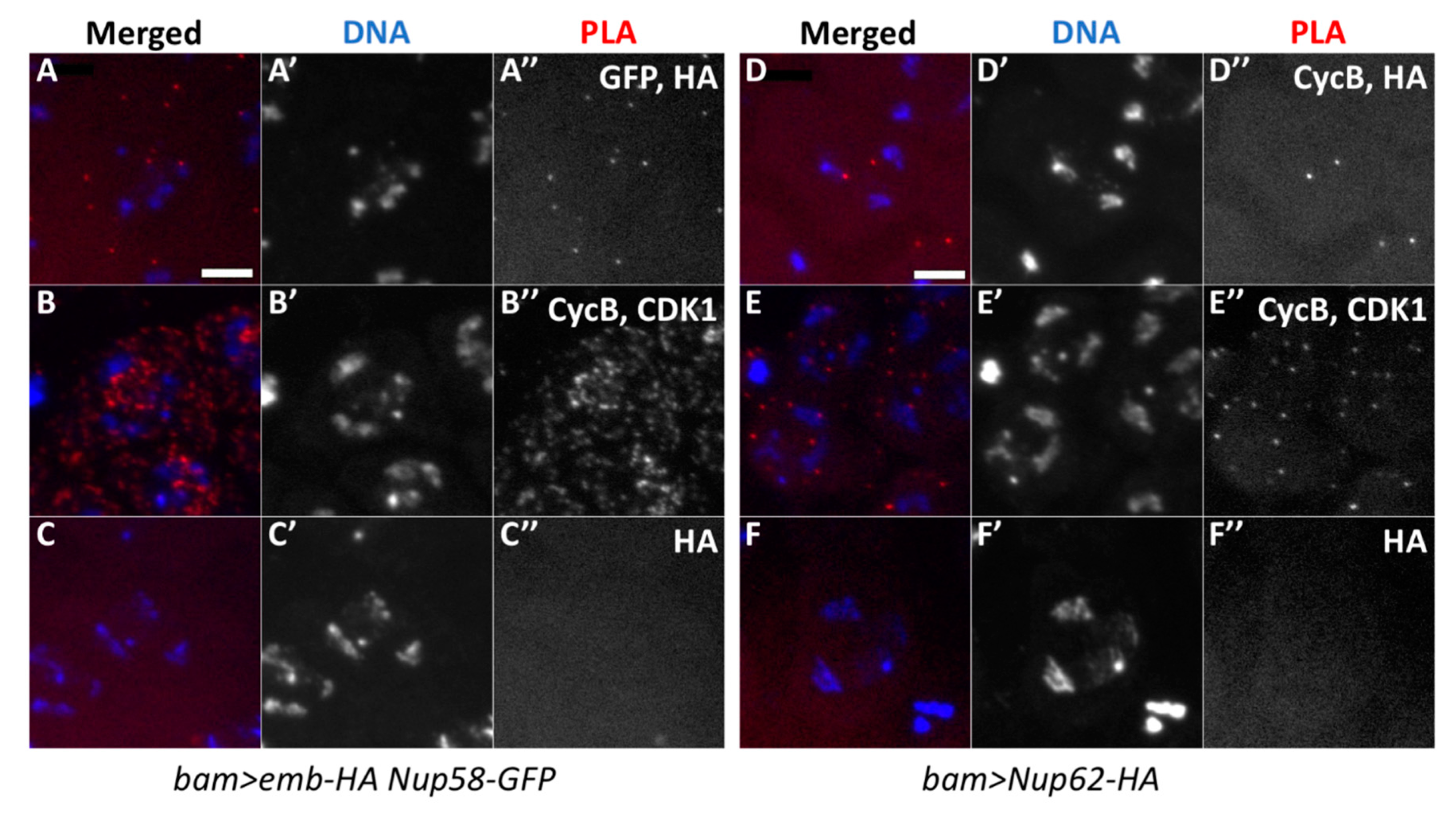 Cells 09 00270 g008 Cells 09 00270 g008