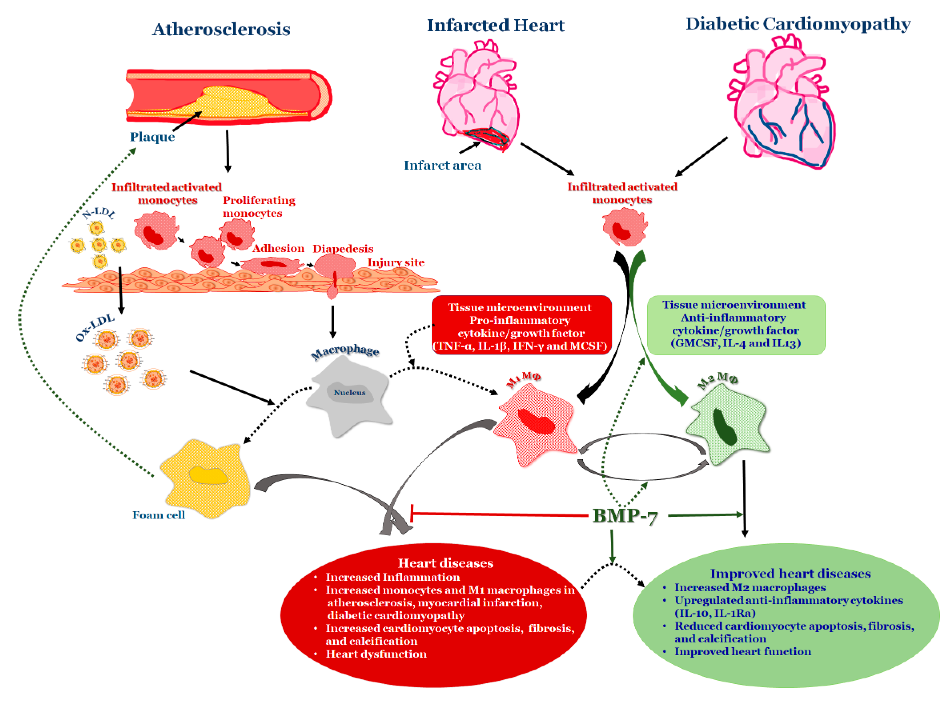 Cells 09 00280 g003 Cells 09 00280 g003
