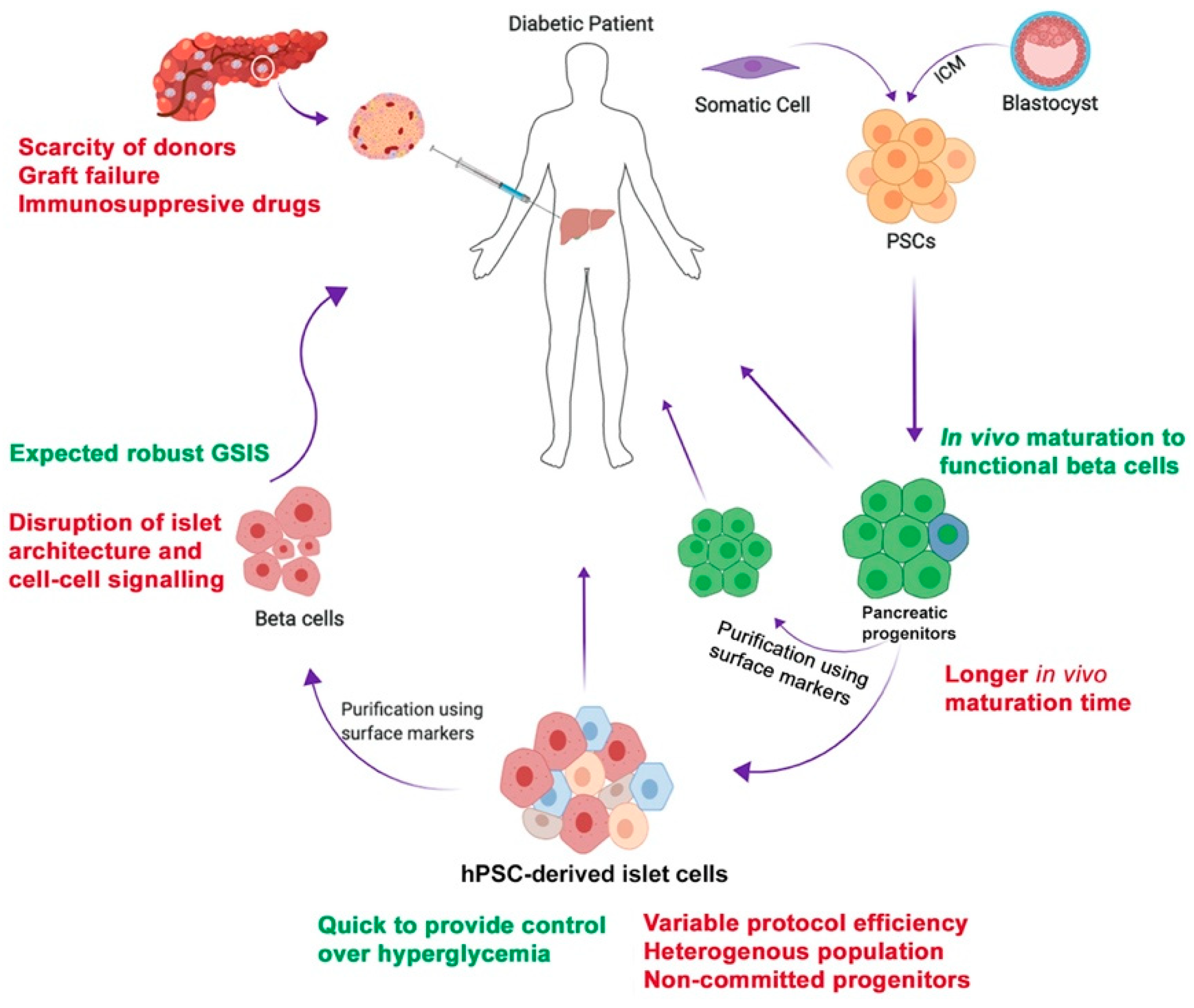 Cells | Free Full-Text | Stem Cell Therapy for Diabetes: Beta Cells versus  Pancreatic Progenitors