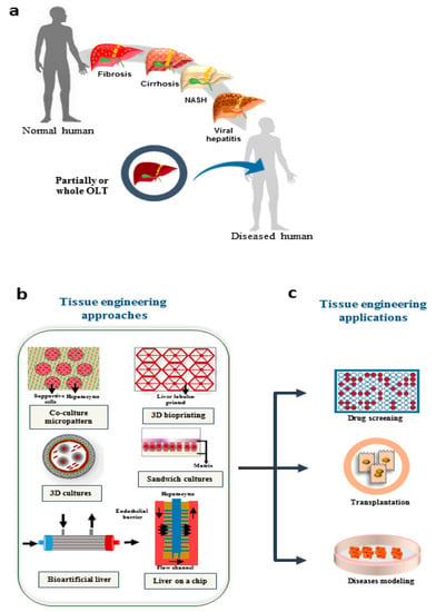 Cells Free Full Text Tissue Engineering In Liver Regenerative Medicine Insights Into Novel Translational Technologies Html