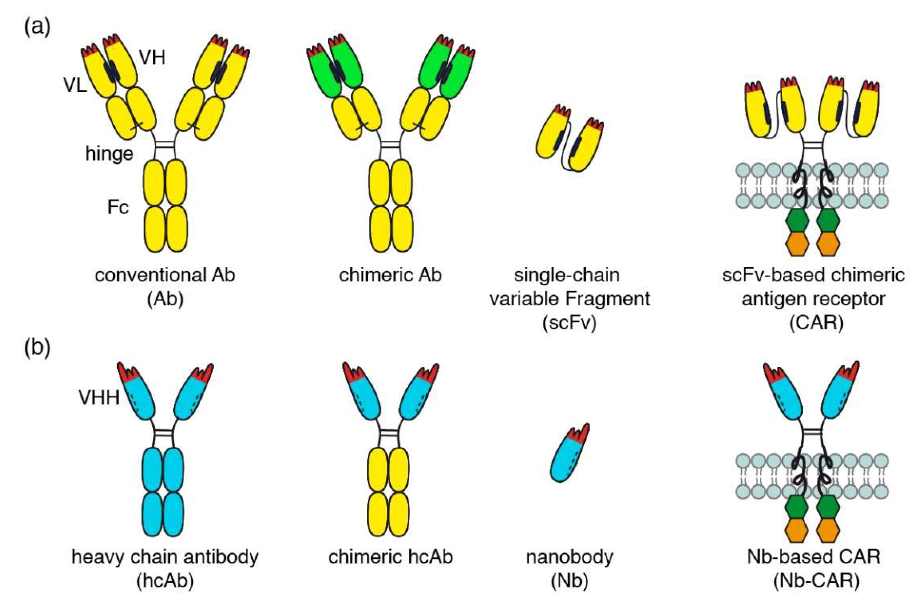 Cells 09 00321 g001 Cells 09 00321 g001