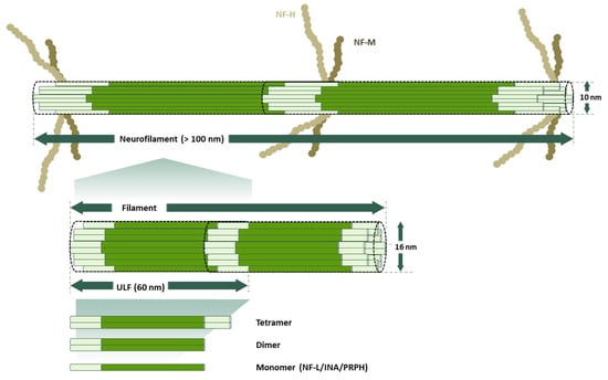 Cells | Free Full-Text | Much More Than A Scaffold: Cytoskeletal ...