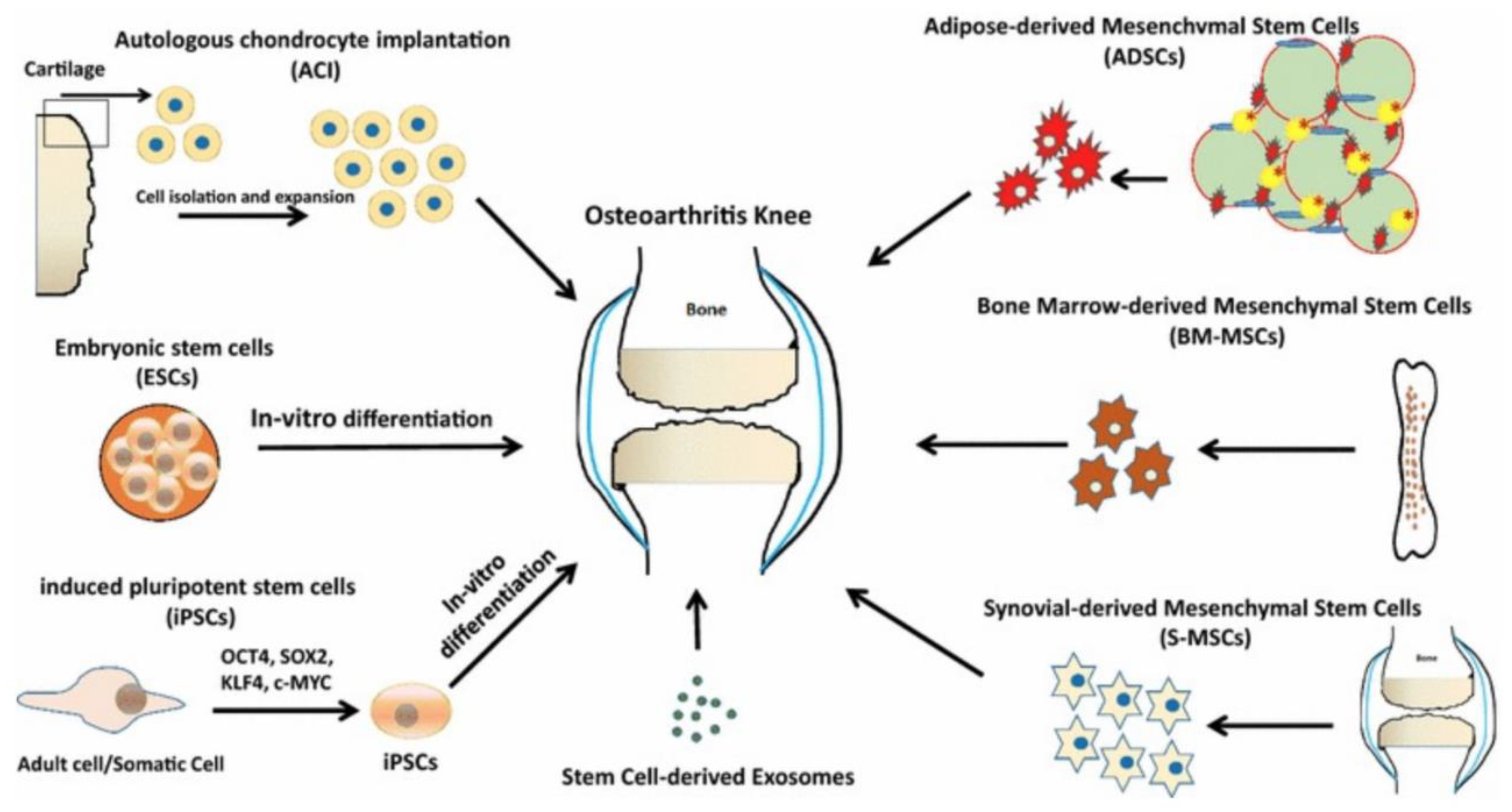 Cells | Free Full-Text | Inflammation-Modulating Hydrogels For ...