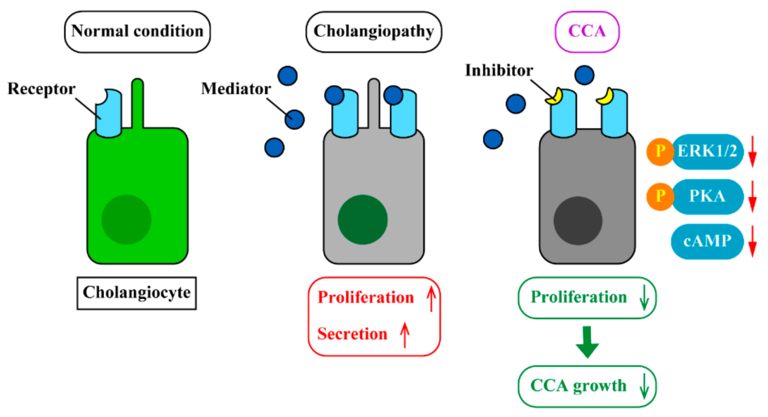 Cells Free Full Text Neuroendocrine Changes In Cholangiocarcinoma Growth