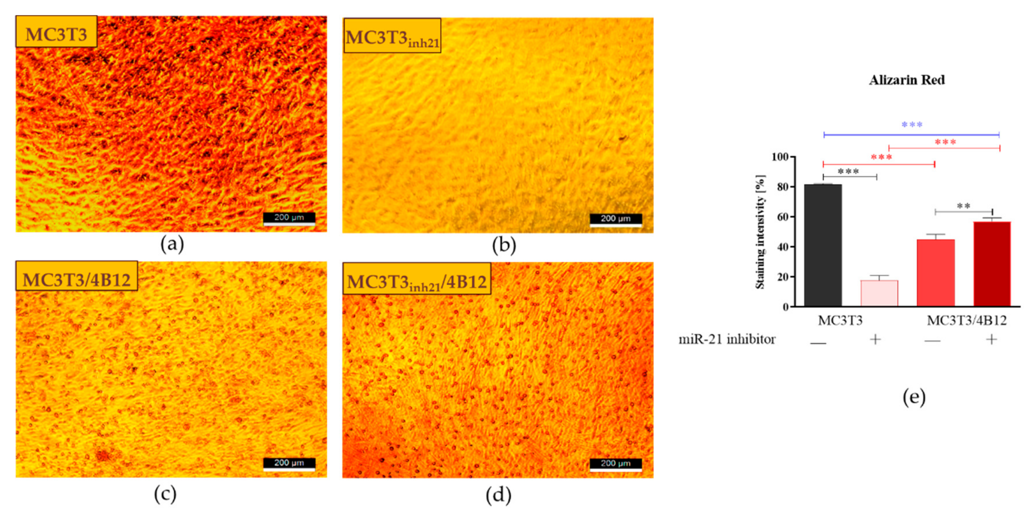 Cells 09 00479 g003 Cells 09 00479 g003