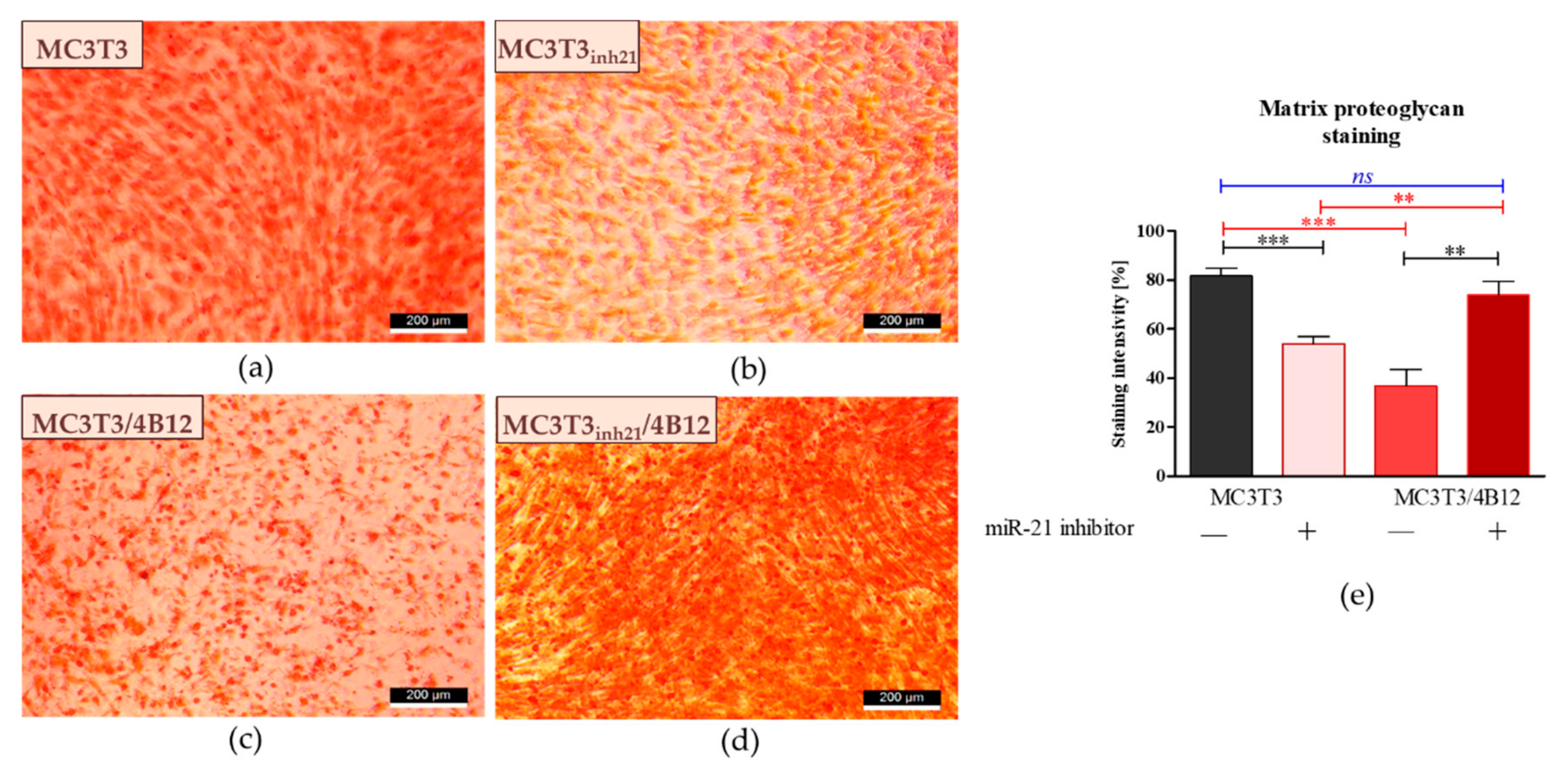 Cells 09 00479 g004 Cells 09 00479 g004