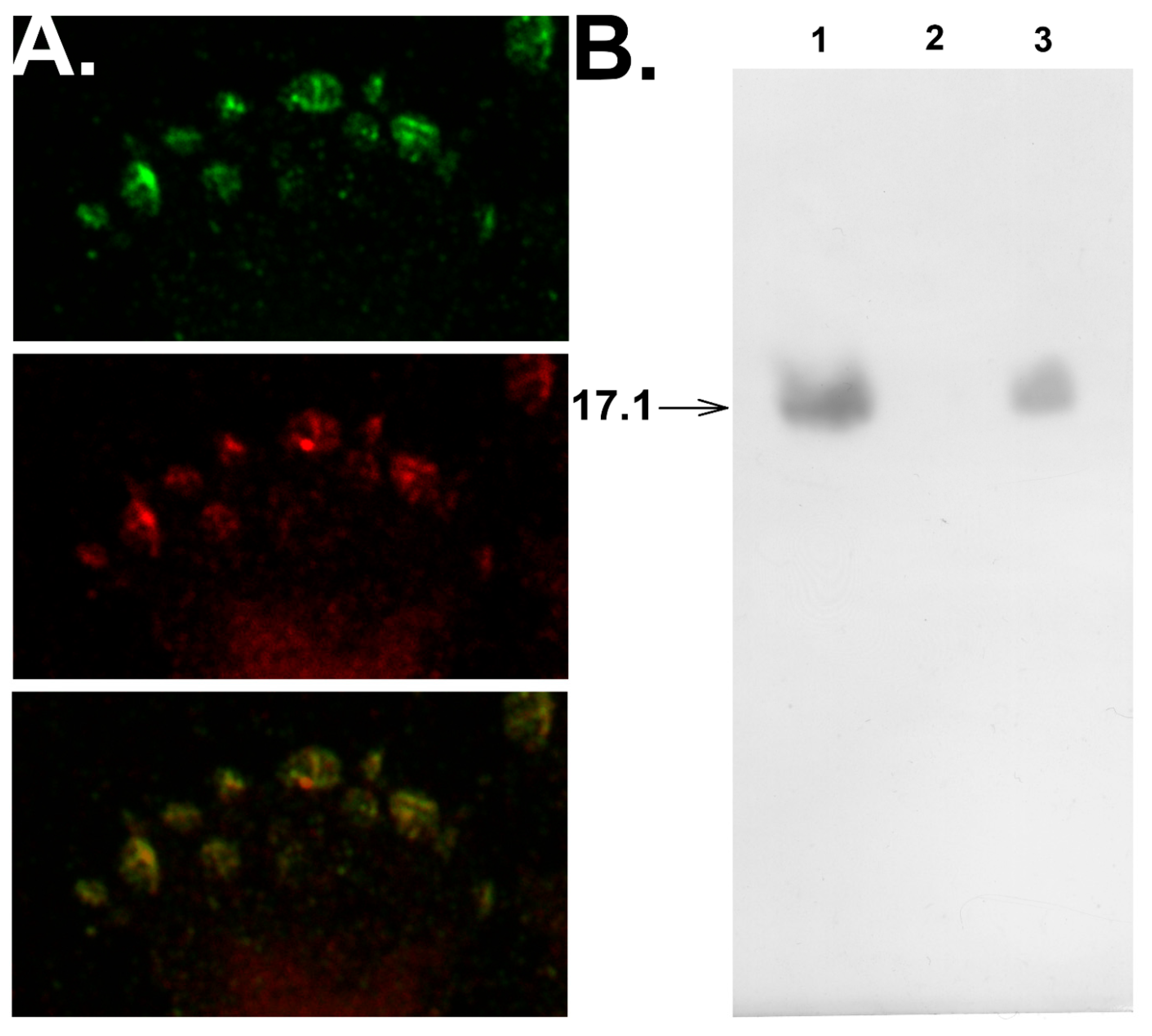 Cells 09 00488 g003 Cells 09 00488 g003