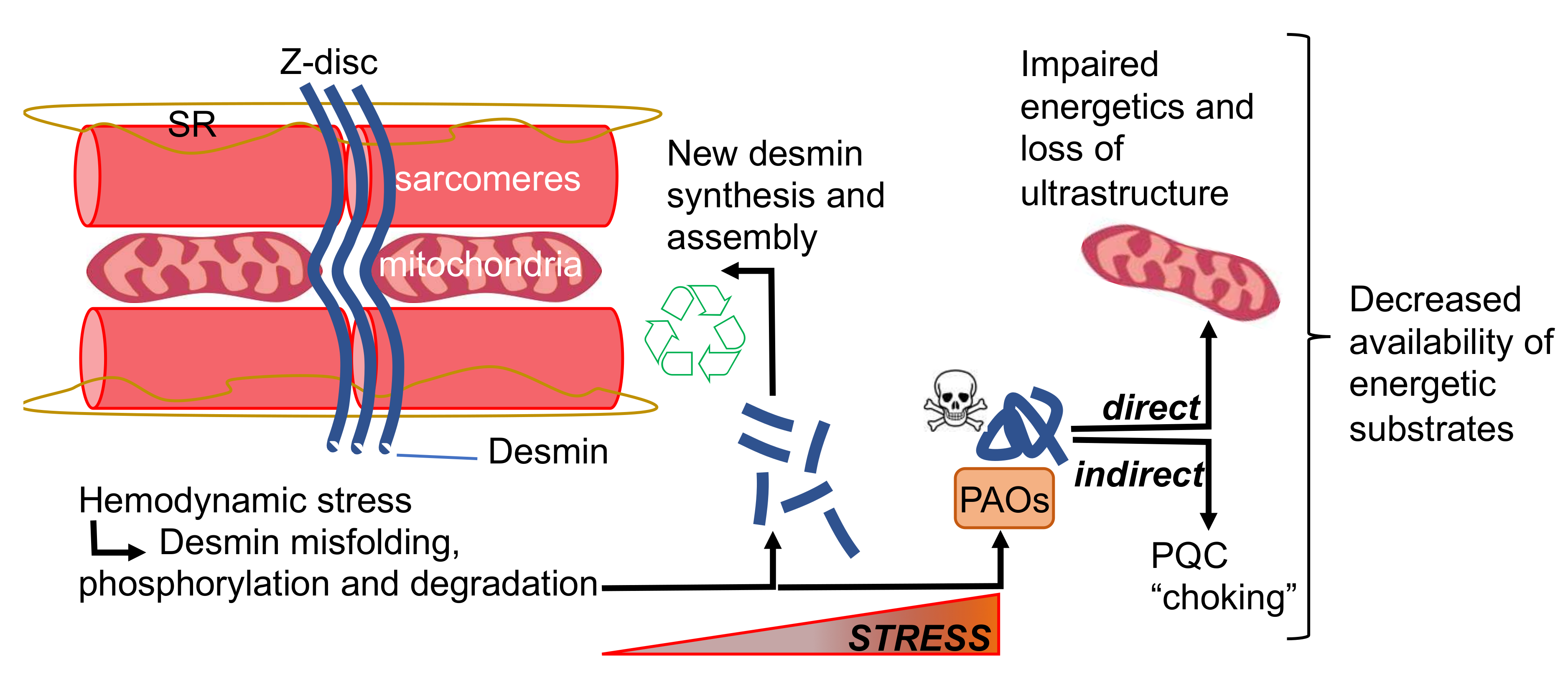 Cells Free FullText Is Desmin Propensity to Aggregate Part of its