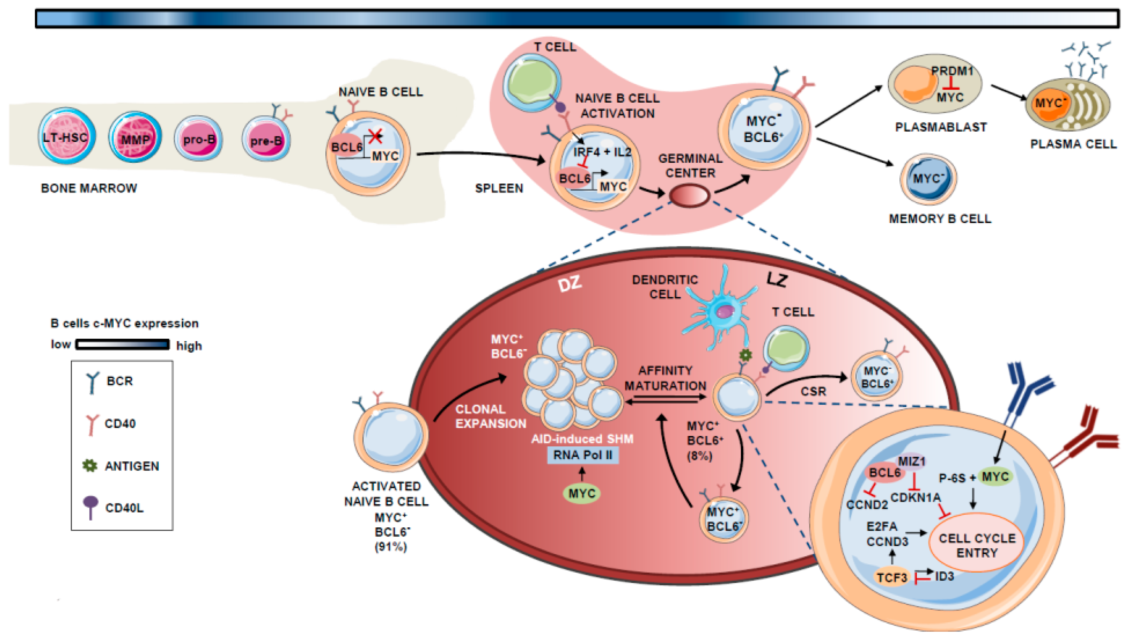 Cells | Free Full-Text | MYC's Fine Line Between B Cell Development and  Malignancy | HTML