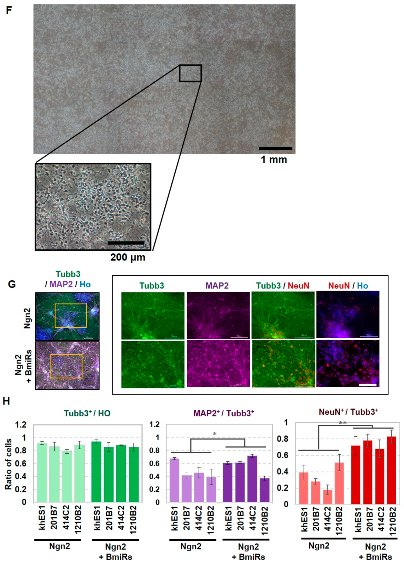 Cells 09 00532 g002b Cells 09 00532 g002b