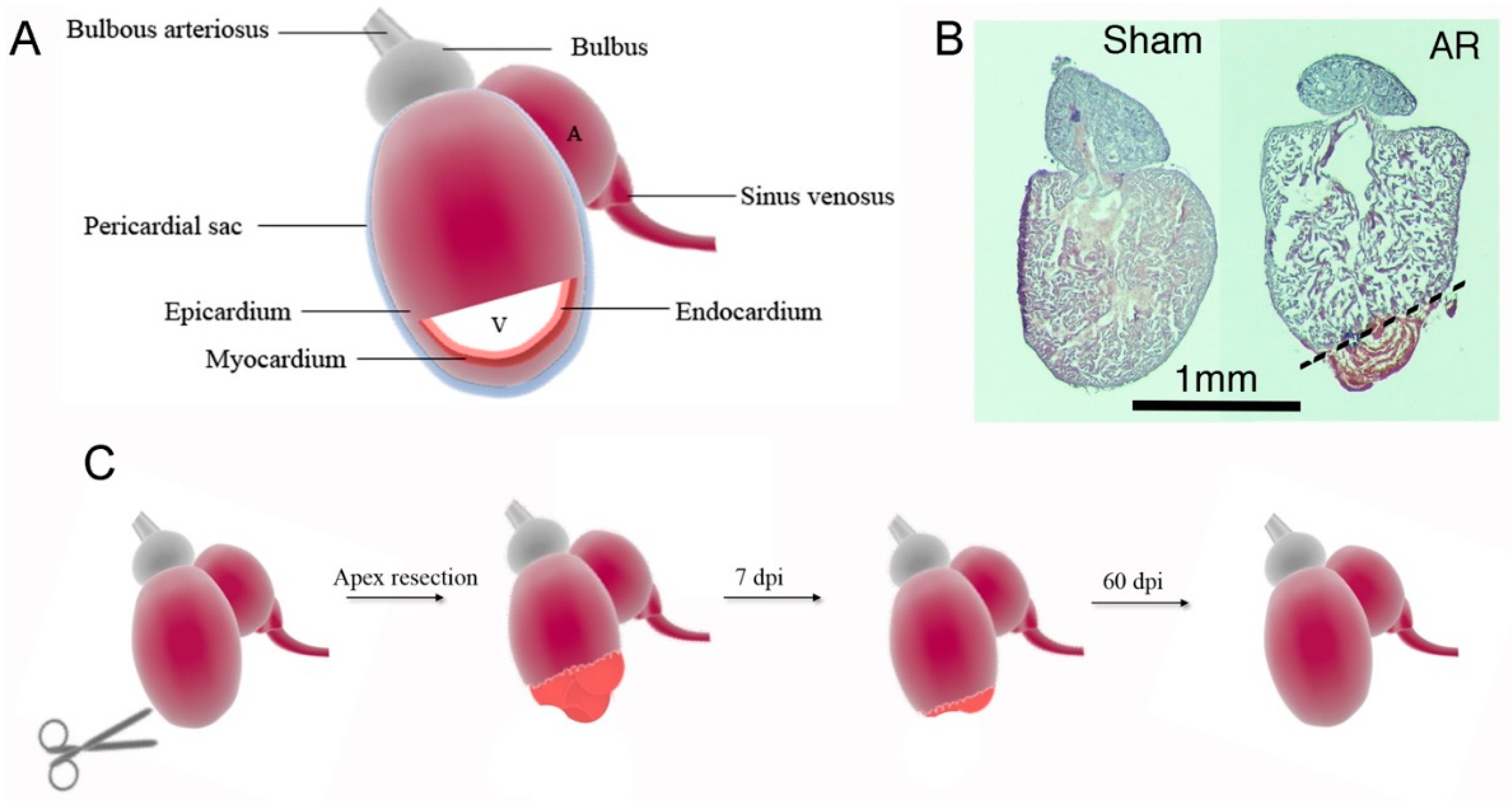Cells Free Full Text A Systematic Exposition Of Methods Used For Quantification Of Heart Regeneration After Apex Resection In Zebrafish Html