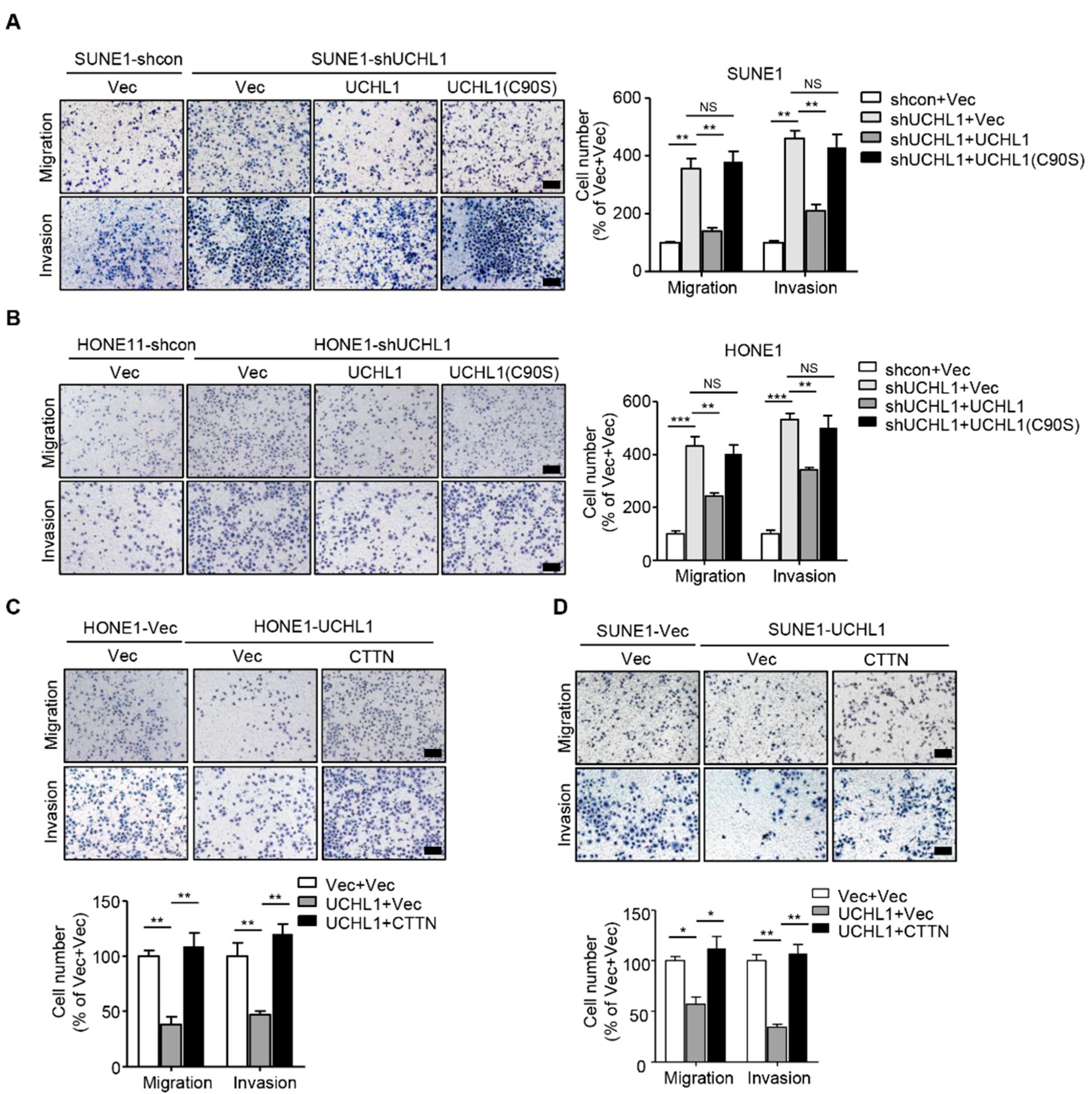 Cells Free Full Text Hypermethylation Of Uchl1 Promotes Metastasis Of Nasopharyngeal Carcinoma By Suppressing Degradation Of Cortactin Cttn Html