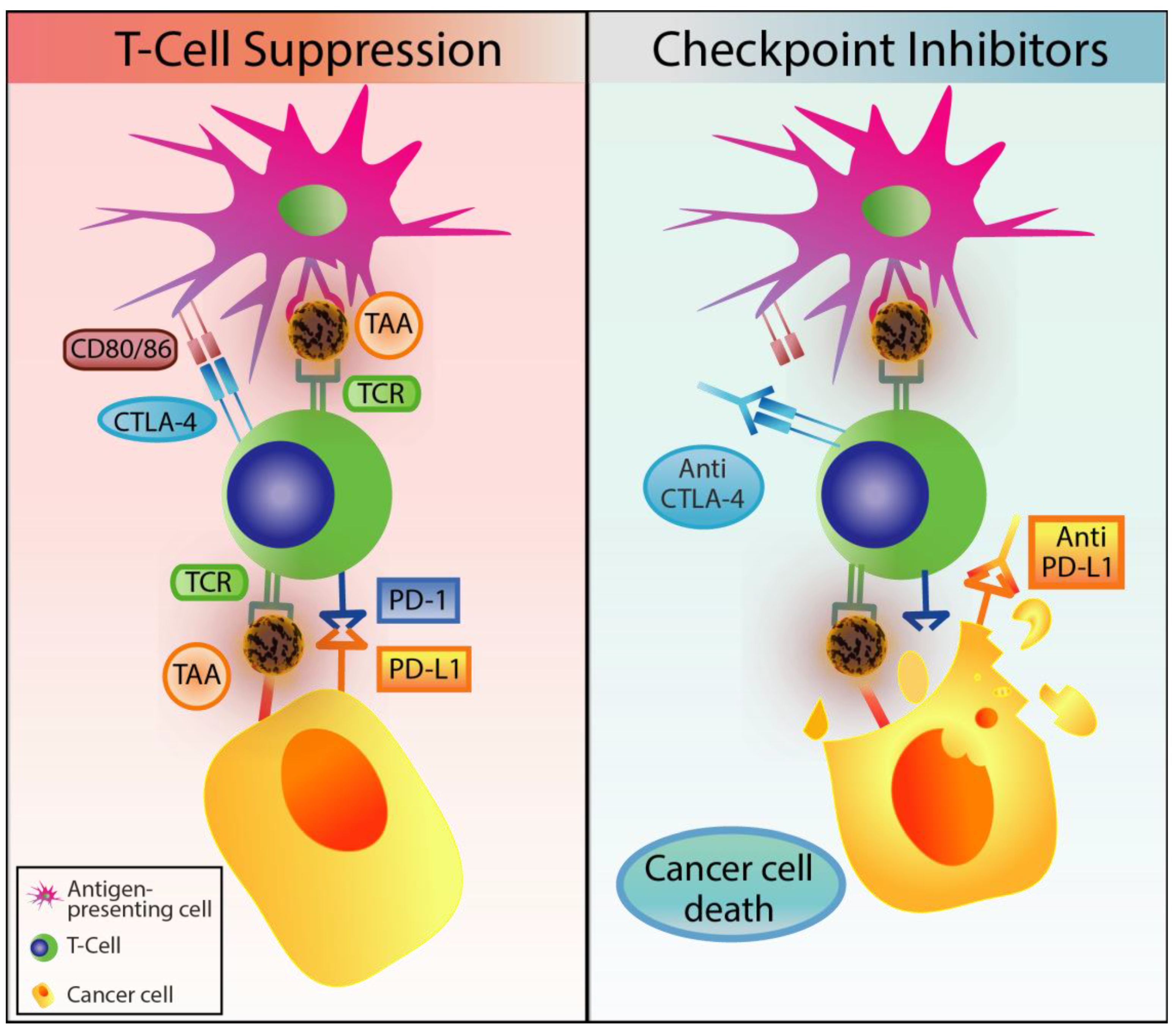 Cells 09 00561 g002 Cells 09 00561 g002