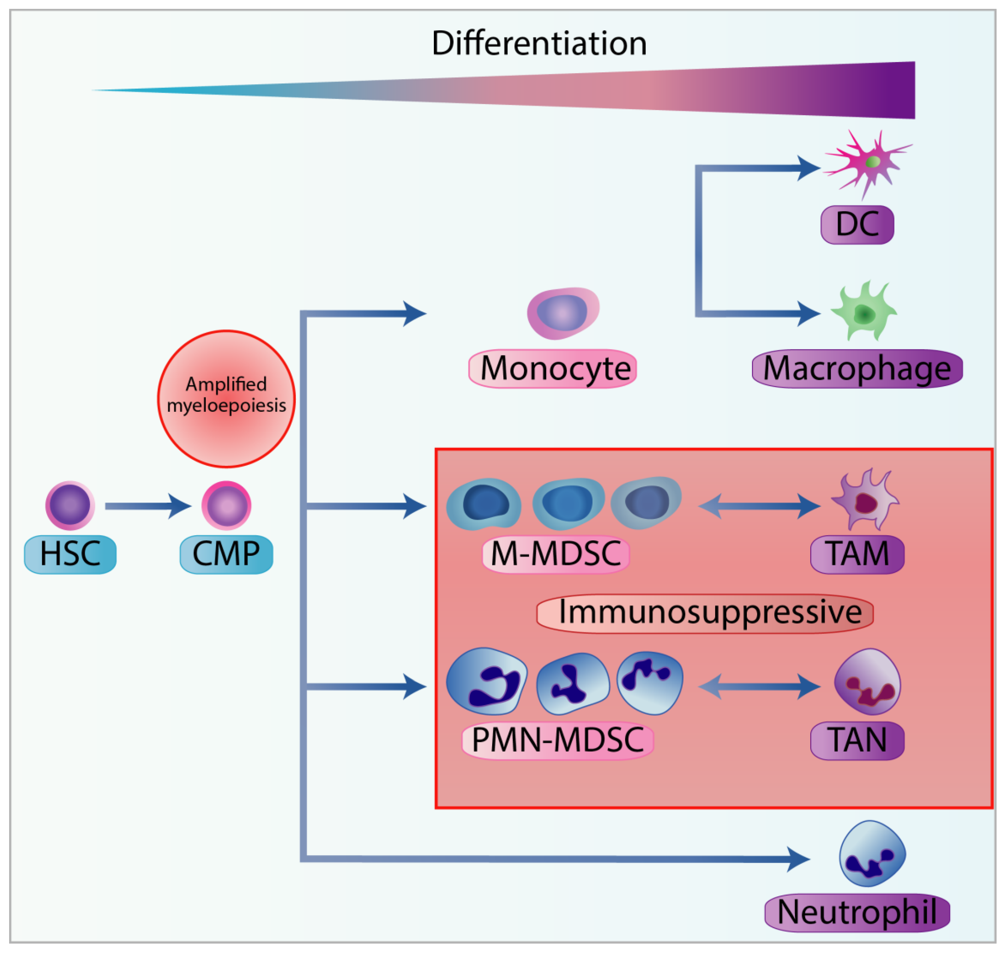 Cells | Free Full-Text | Myeloid-Derived Suppressor Cells as a