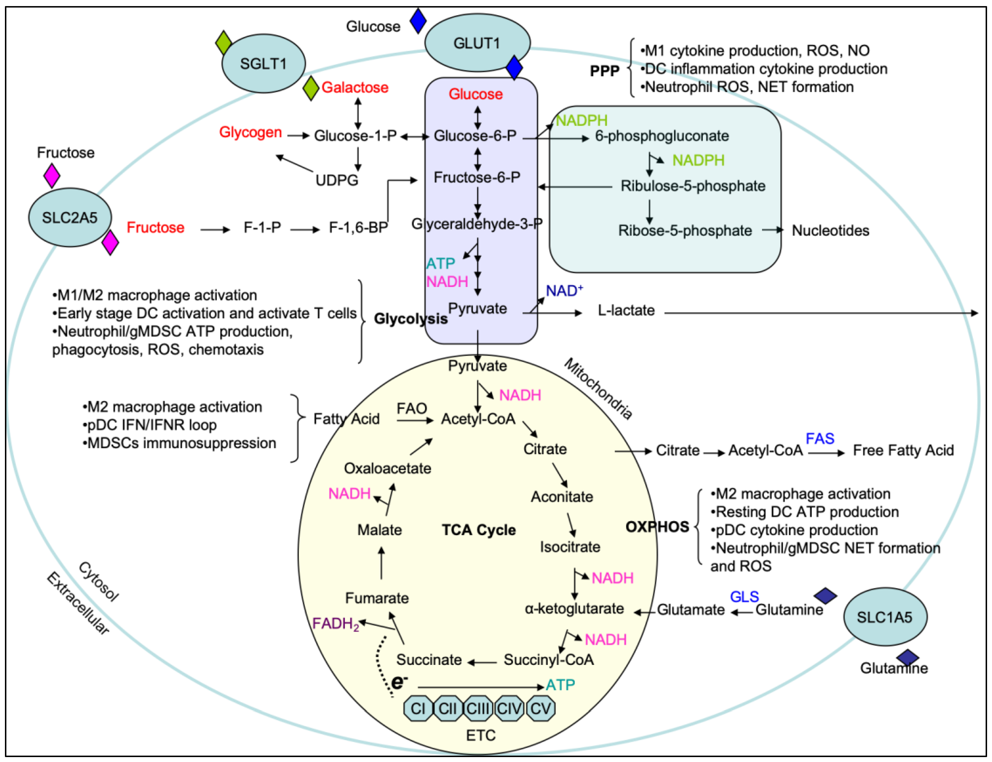 Carbohydrate metabolism and metabolic health