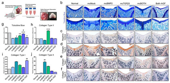 Cells Free Full Text Chondrogenic Differentiation From Induced Pluripotent Stem Cells Using Non Viral Minicircle Vectors Html