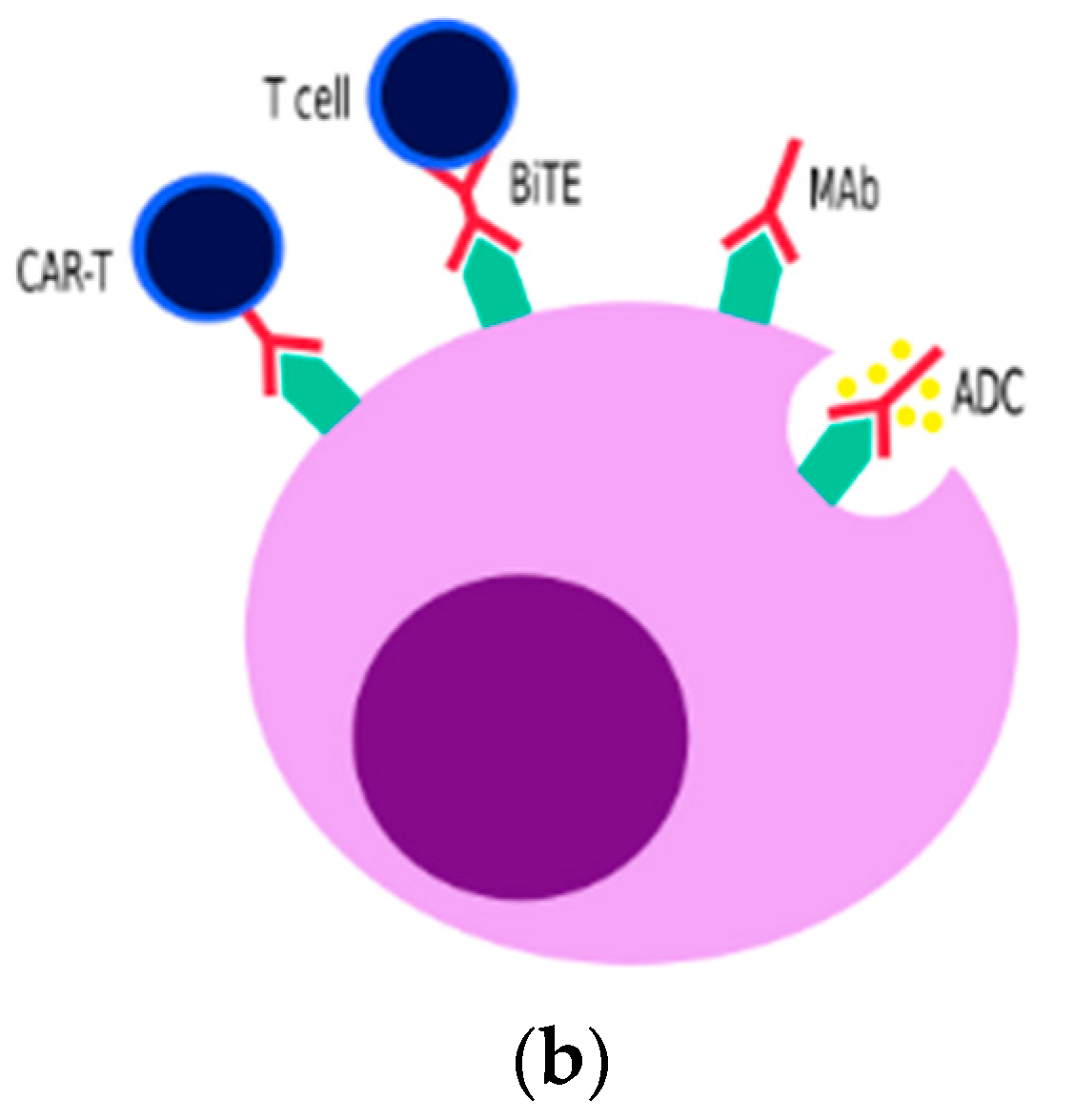 Cells Free FullText Immunotherapy in Multiple Myeloma