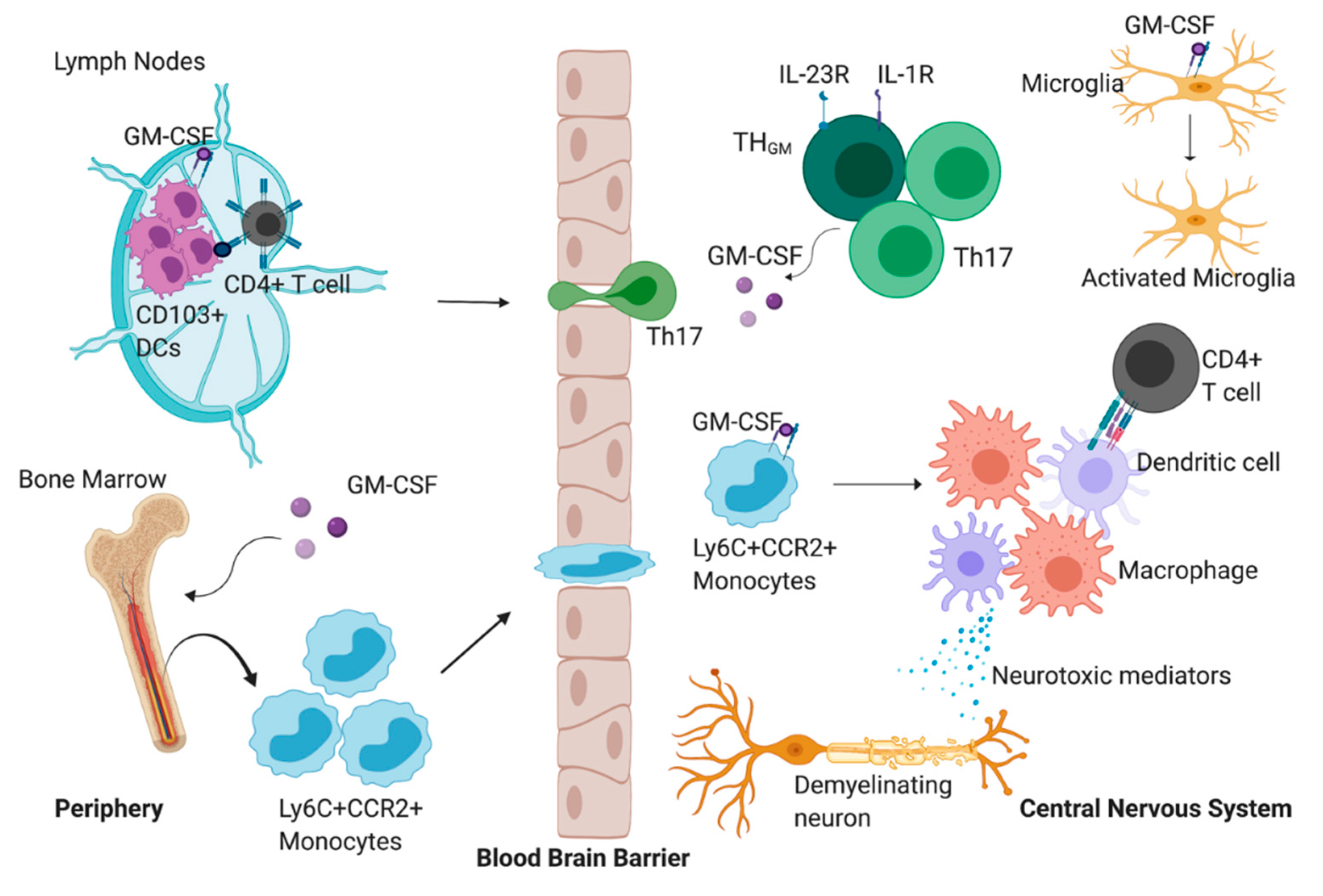 Макрофаги 4. GM-CSF иммунология. CSF В иммунологии это. Роль колониестимулирующих факторов макрофаги. Granulocyte Colony stimulating Factor аналоги.