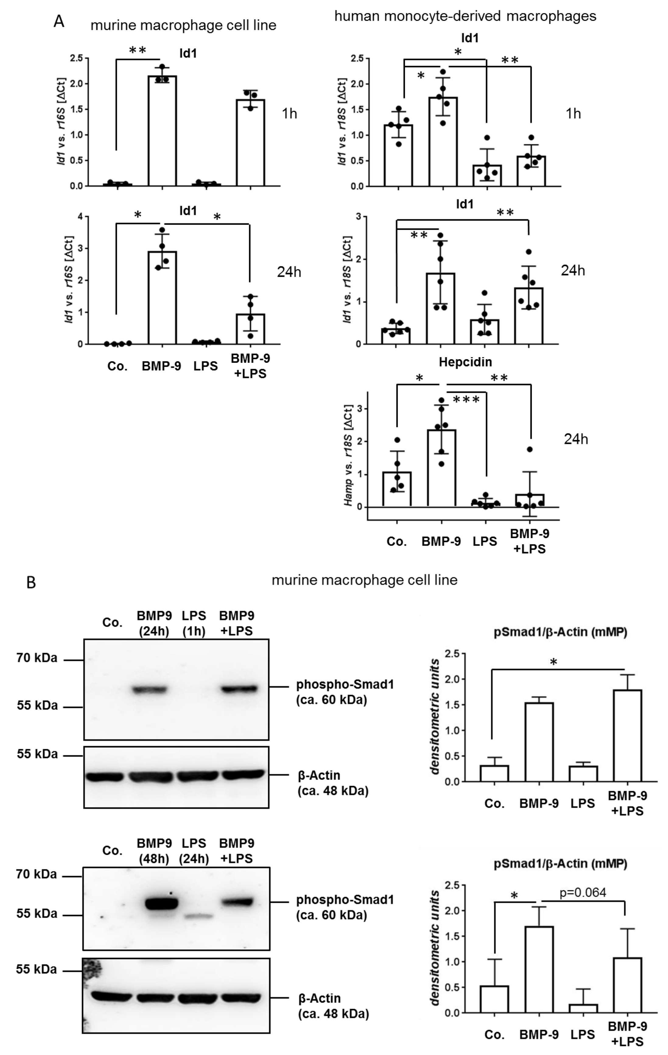 Cells 09 00617 g005a Cells 09 00617 g005a