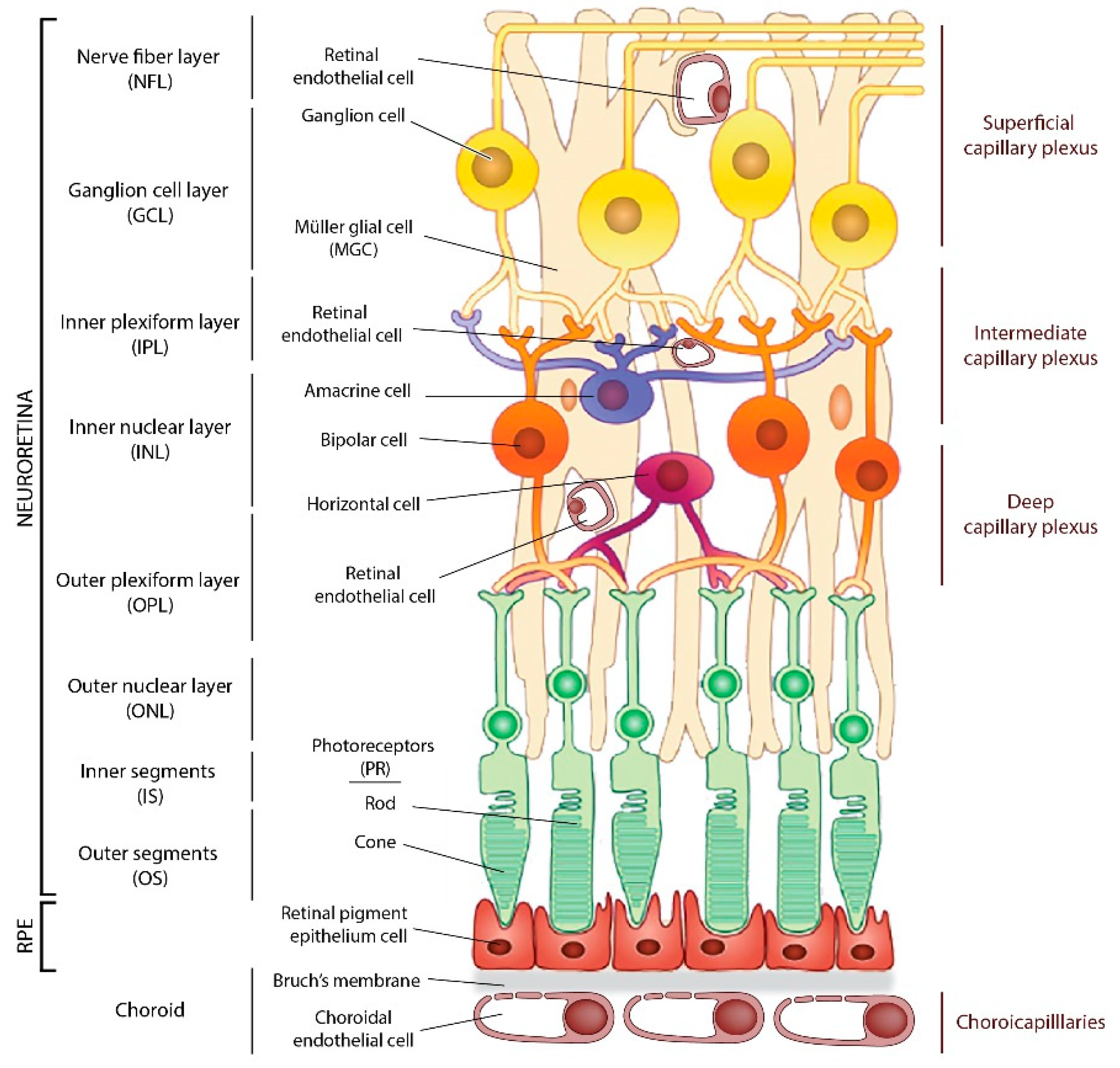Cells | Free Full-Text | From Rust to Quantum Biology: The Role of Iron in  Retina Physiopathology | HTML