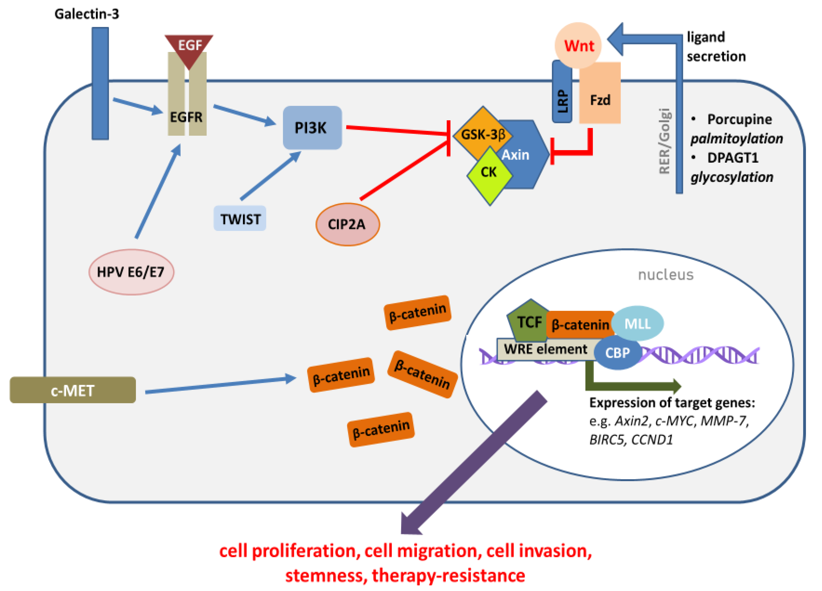 Cells 09 00723 g002 Cells 09 00723 g002