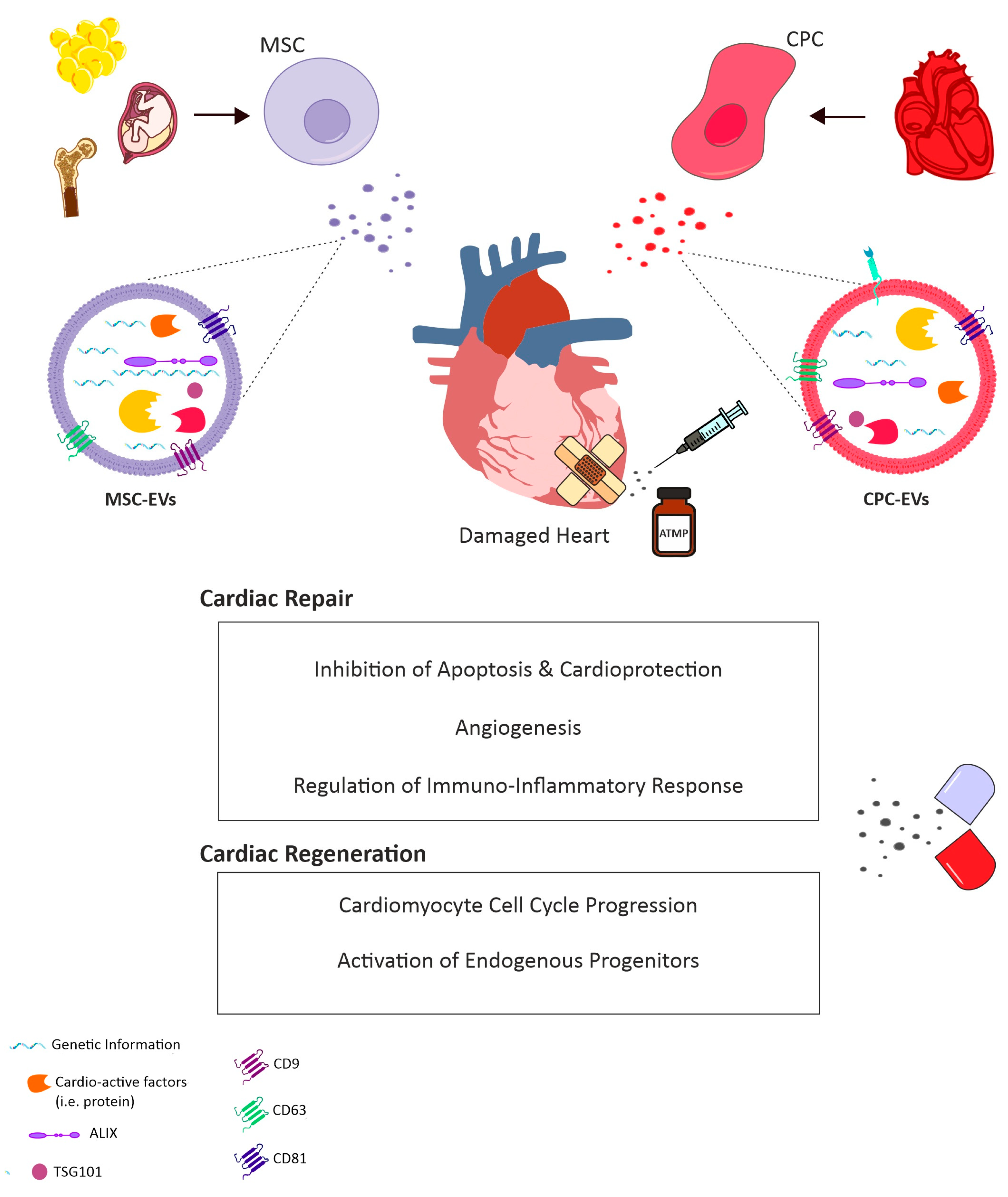 Cells | Free Full-Text | Message in a Bottle: Upgrading Cardiac Repair into  Rejuvenation