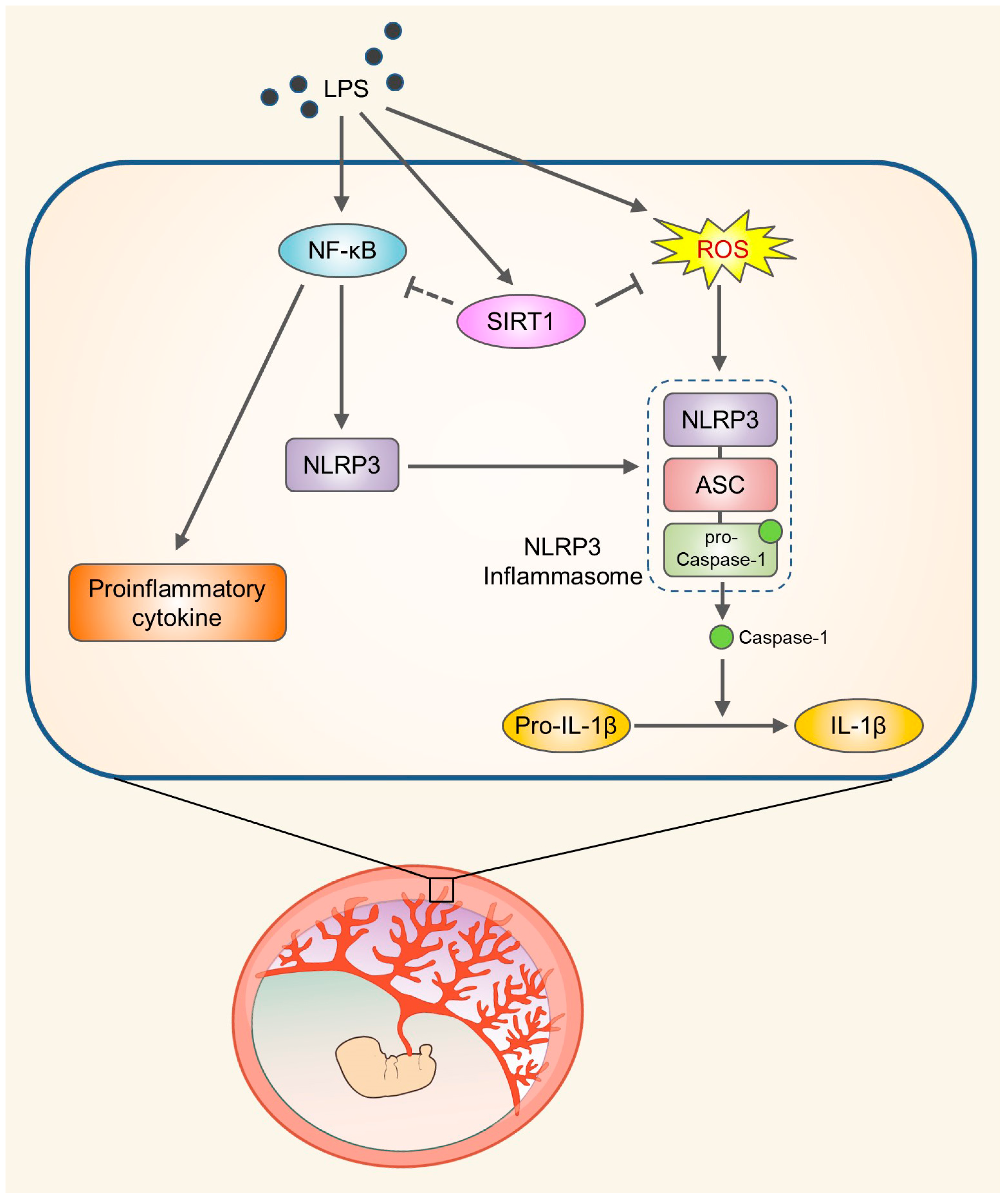 Cells | Free Full-Text | SIRT1 Alleviates LPS-Induced IL-1β Production by  Suppressing NLRP3 Inflammasome Activation and ROS Production in Trophoblasts