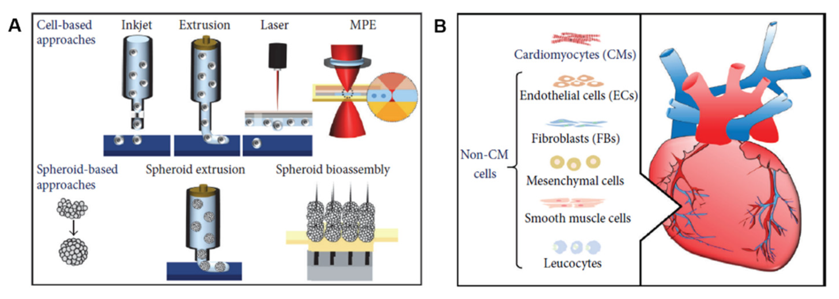 Cells | Free Full-Text | Recent Applications of Three Dimensional Printing  in Cardiovascular Medicine | HTML