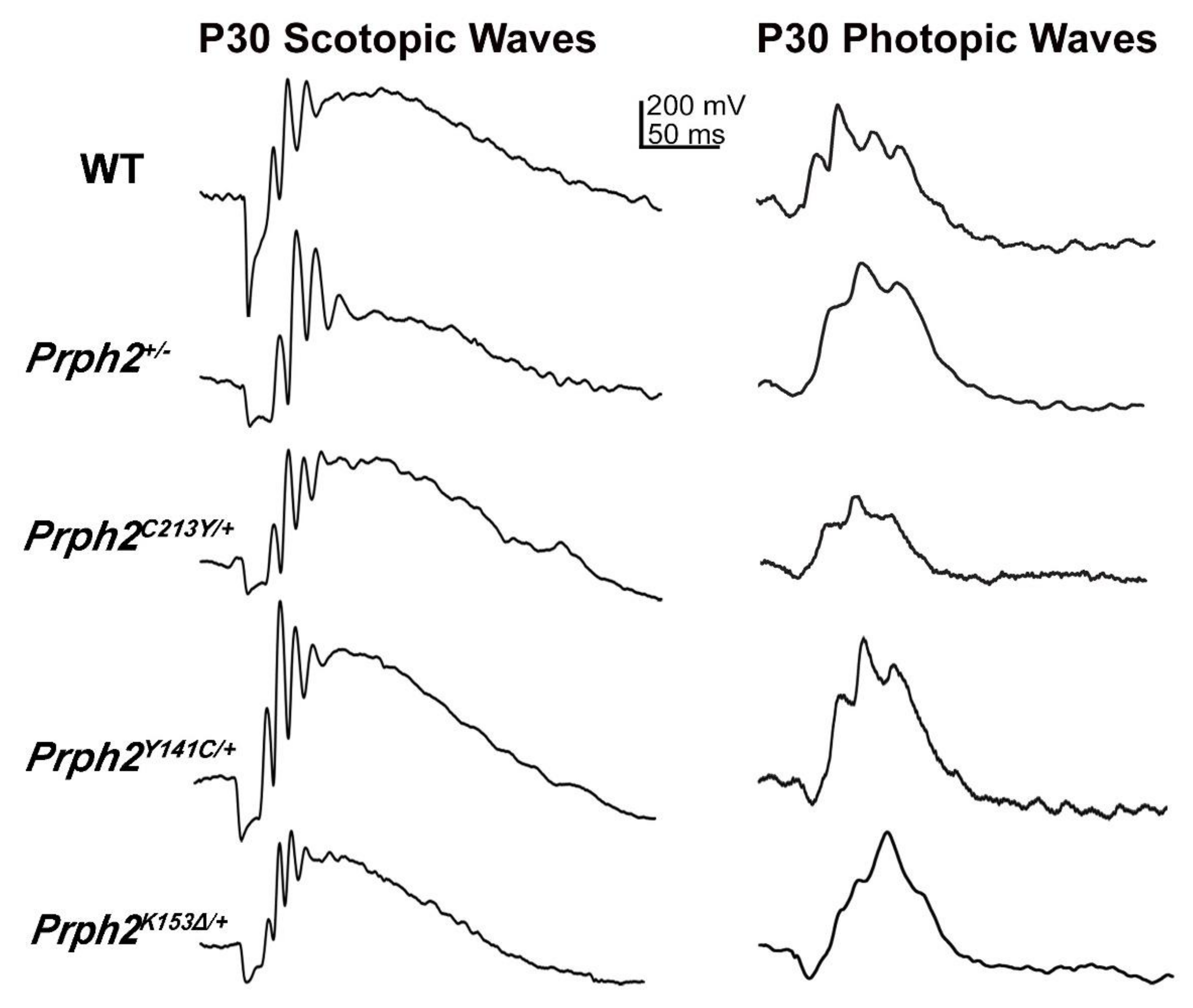 Cells 09 00784 g002 Cells 09 00784 g002