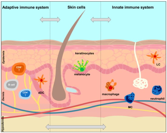 Cells Free Full Text The Brain Skin Connection And The Pathogenesis Of Psoriasis A Review With A Focus On The Serotonergic System Html