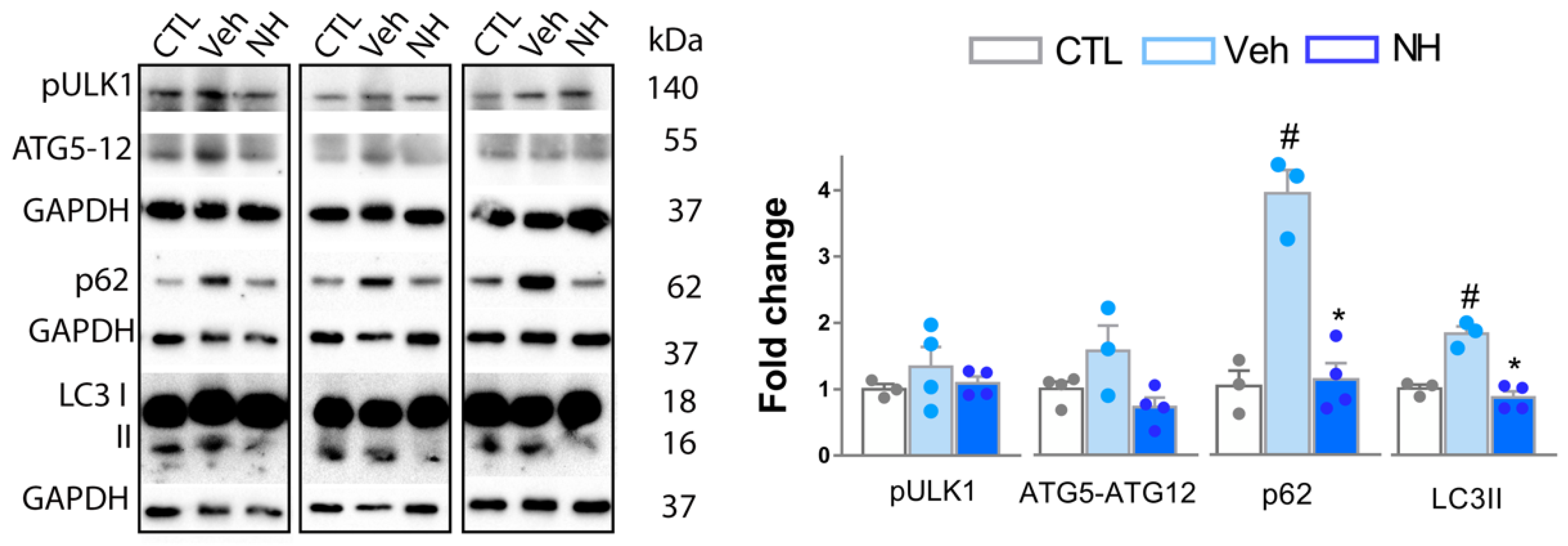 Cells 09 00808 g005 Cells 09 00808 g005