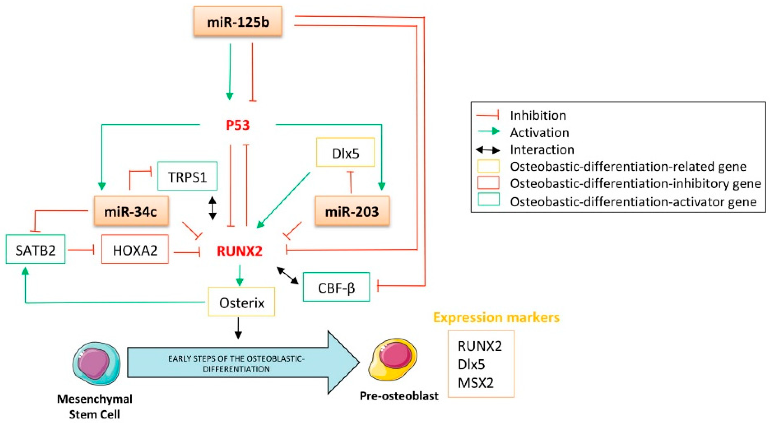 Structure of the miR-34a and miR-34b/c genes. The hatched oval shapes