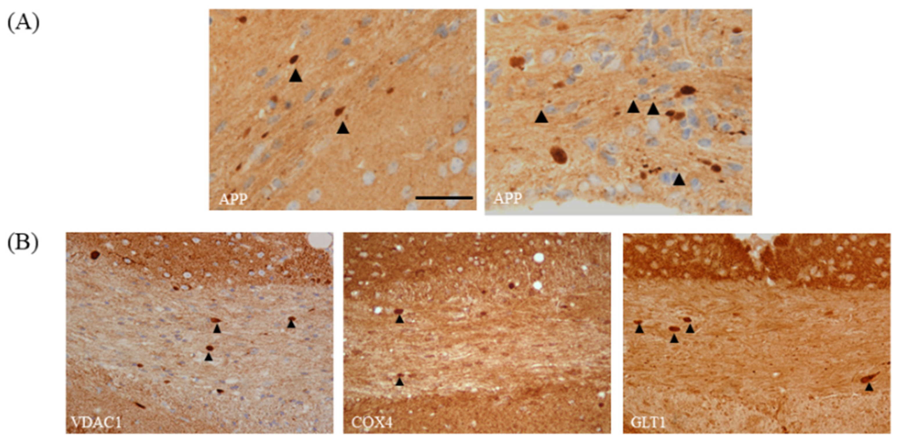 Cells 09 00843 g006 Cells 09 00843 g006